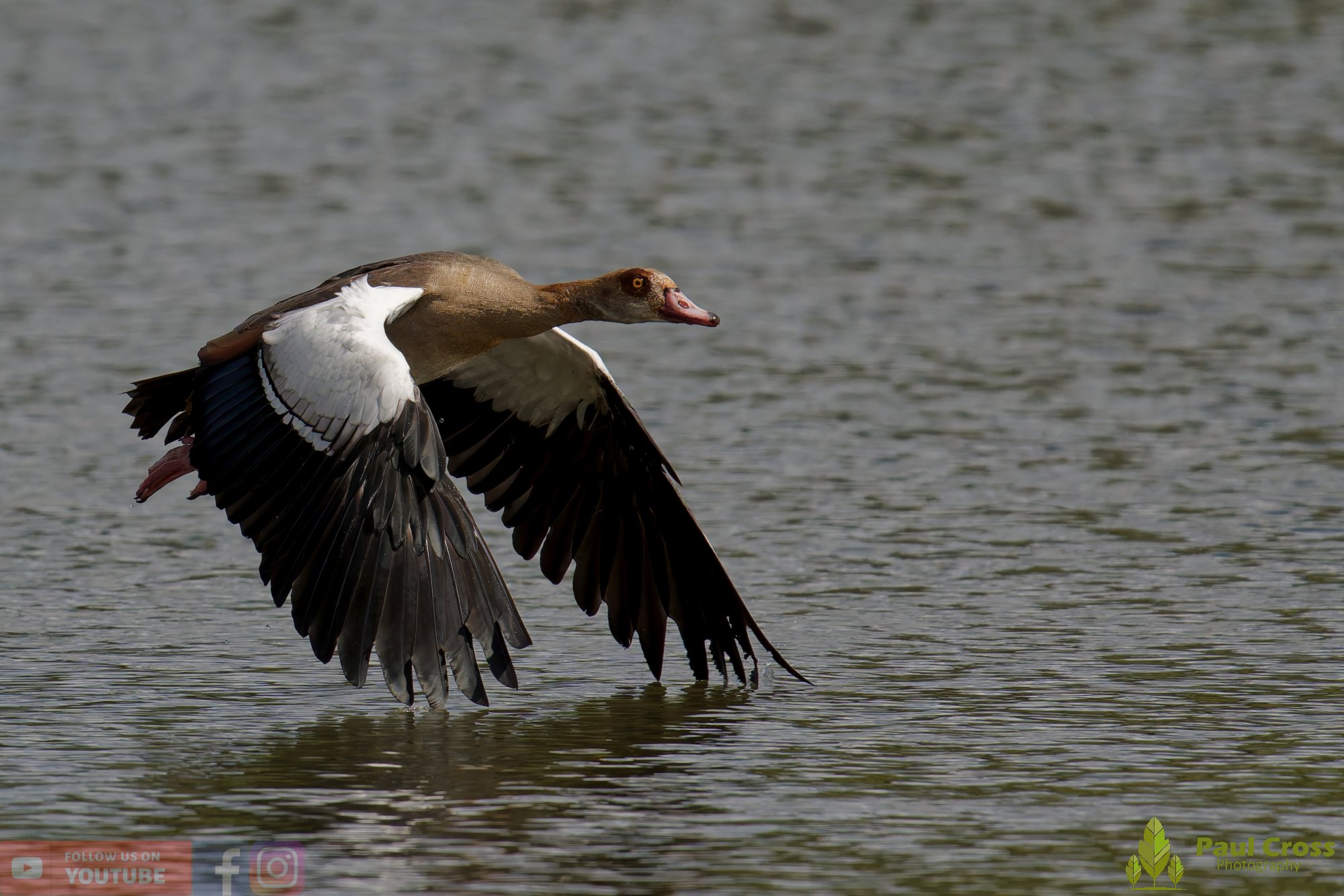 Egyptian Goose-00138.jpg