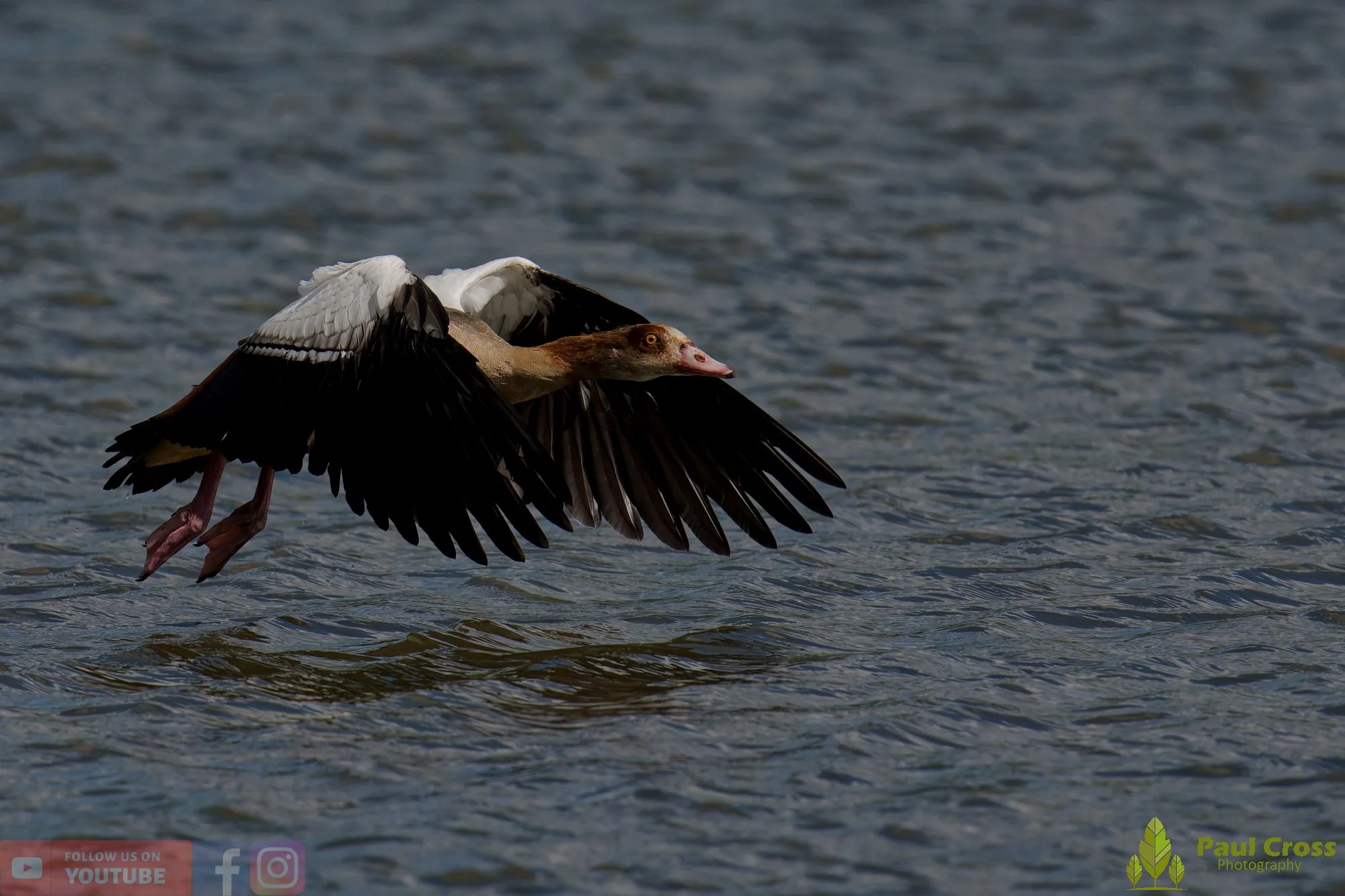 Egyptian Goose-00139.jpg