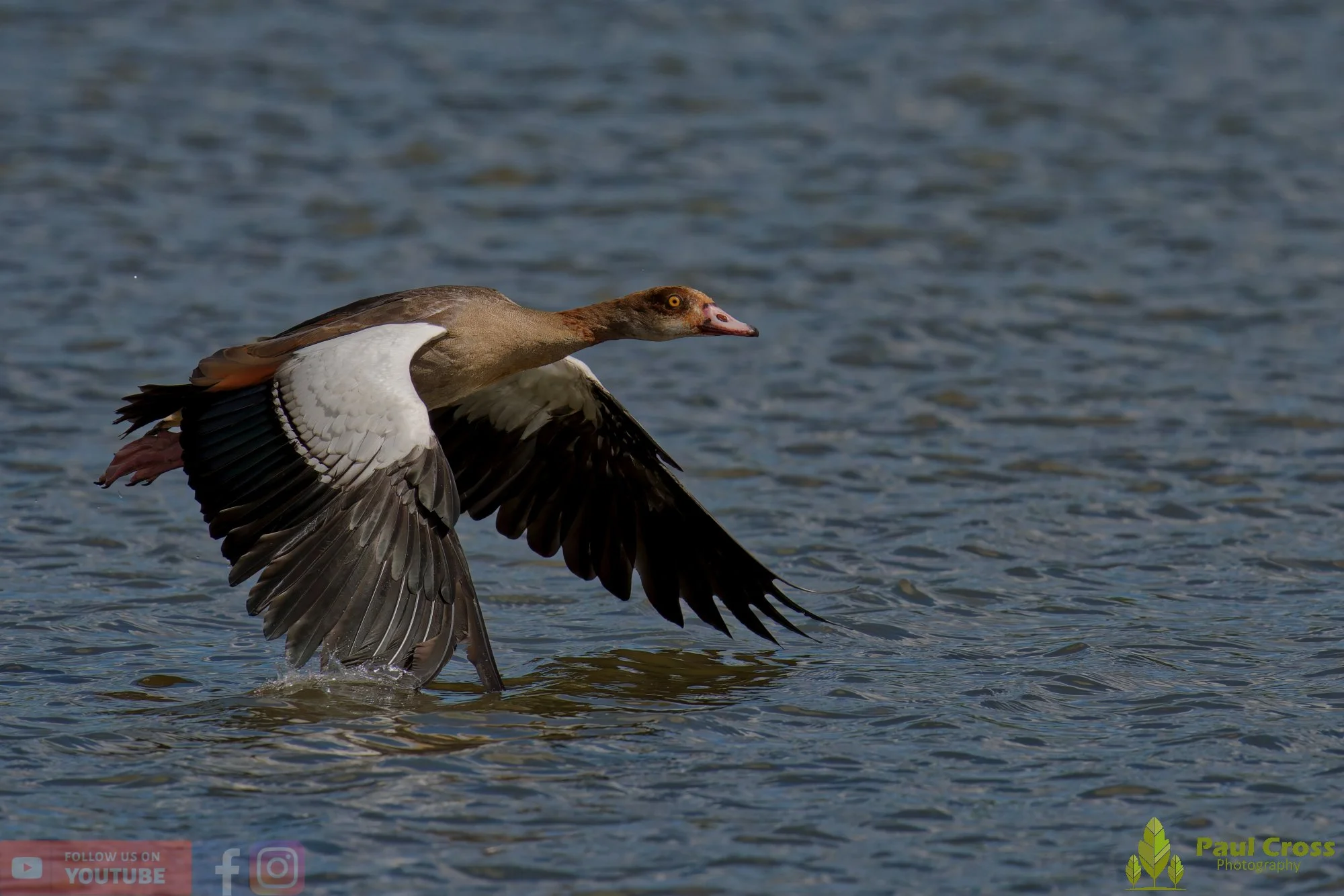 Egyptian Goose-00140.jpg