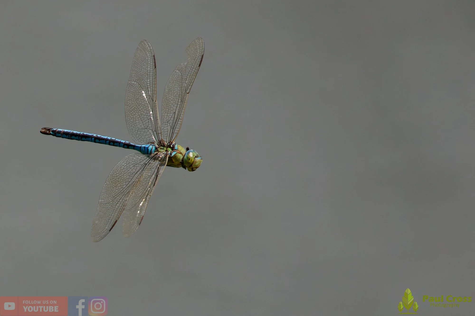 Emperor Dragonfly - Anax Imperator-00061.jpg