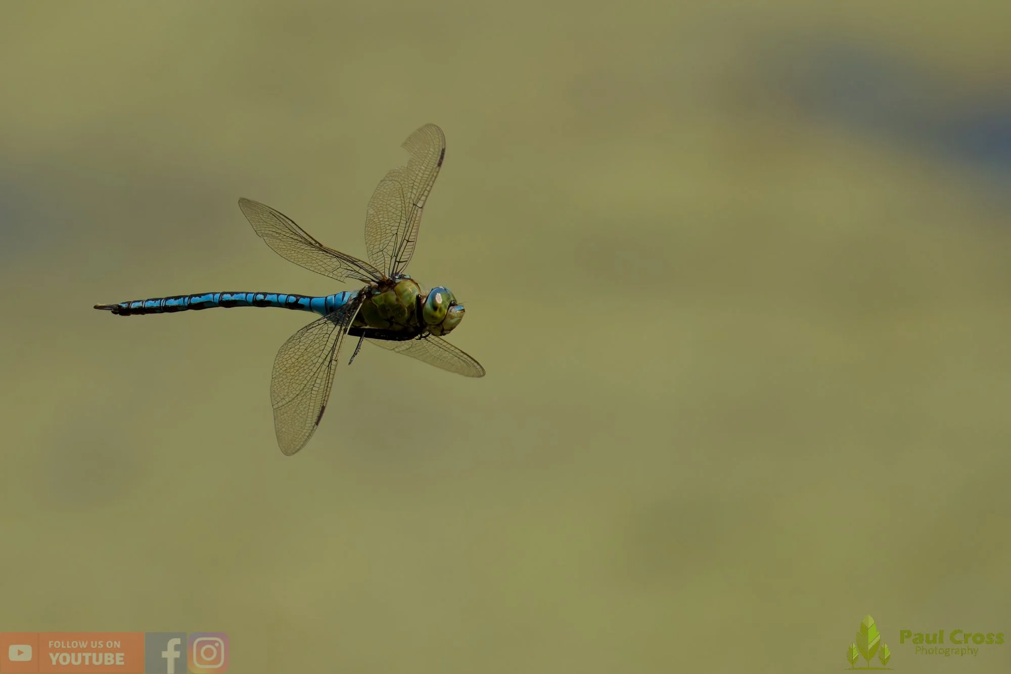 Emperor Dragonfly - Anax Imperator-00060.jpg