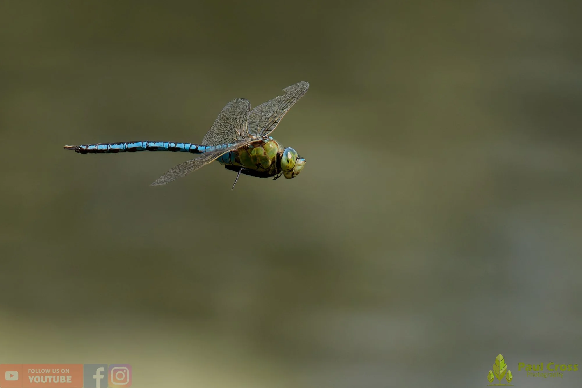 Emperor Dragonfly - Anax Imperator-00062.jpg