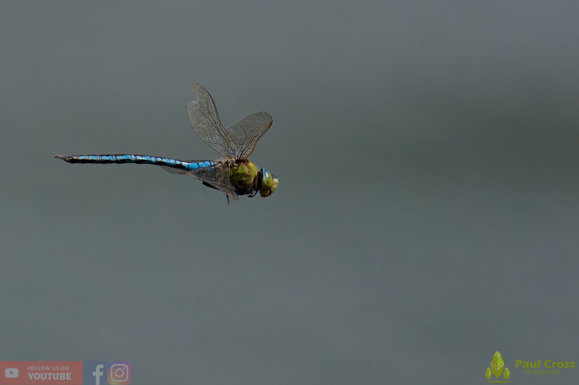 Emperor Dragonfly - Anax Imperator-00063.jpg