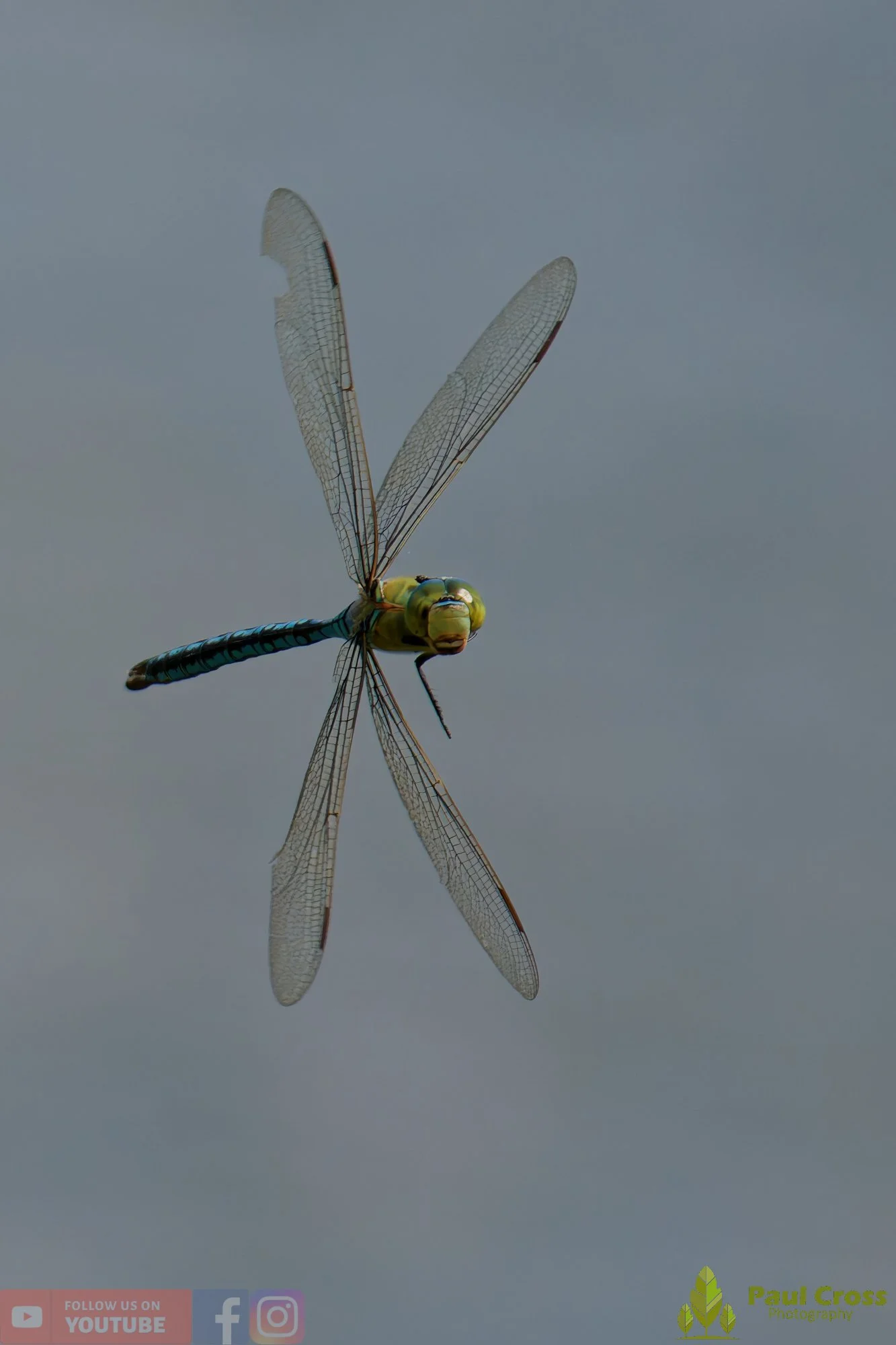 Emperor Dragonfly - Anax Imperator-00064.jpg
