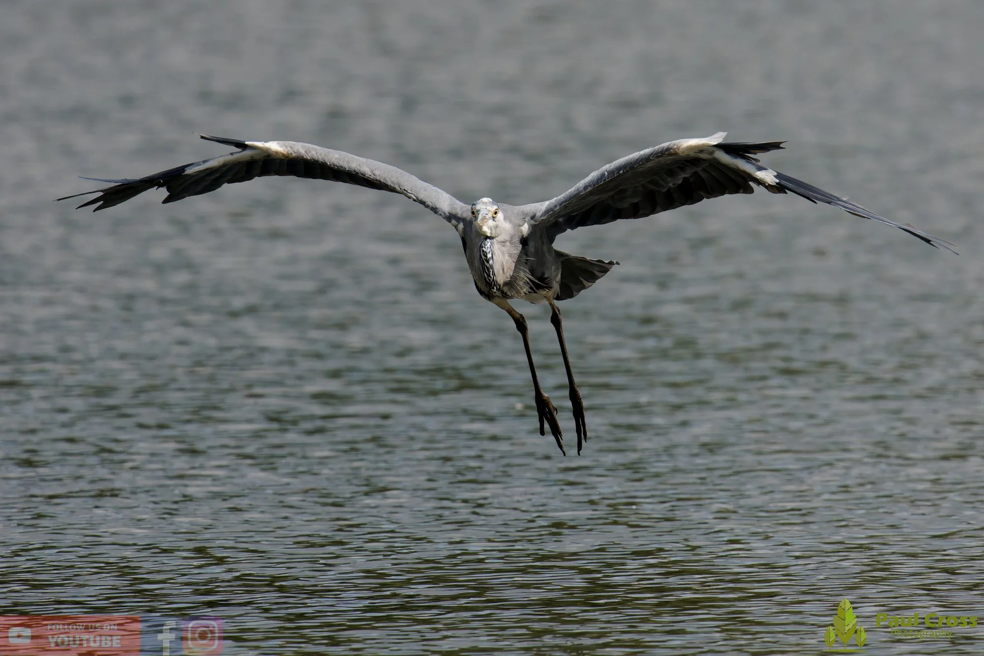 Grey Heron-00759.jpg
