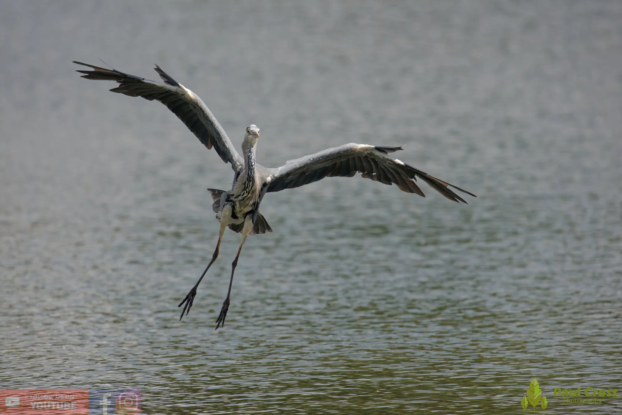 Grey Heron-00760.jpg