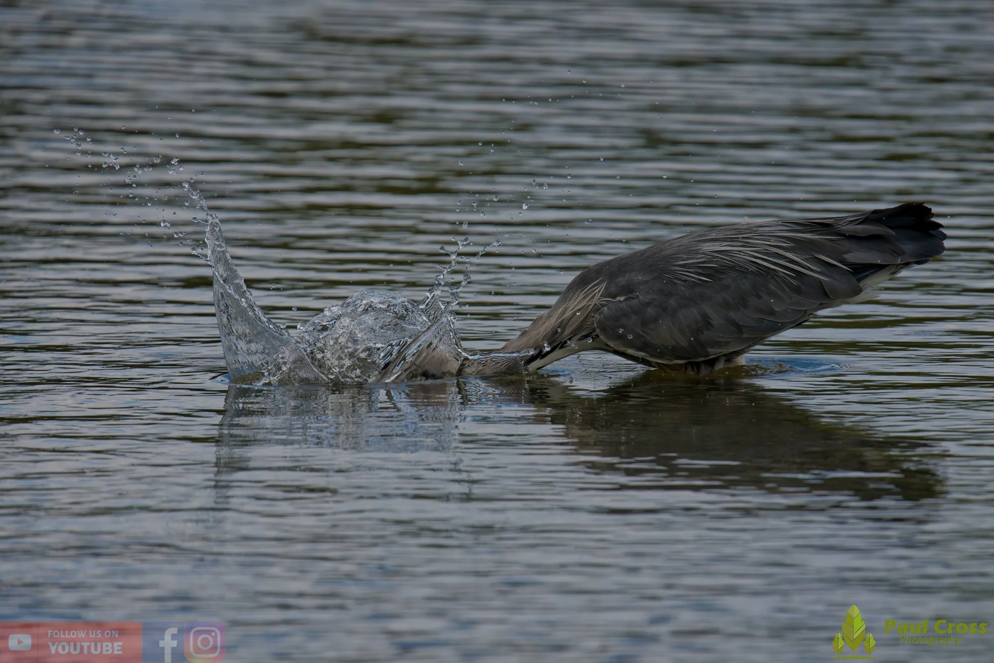 Grey Heron-00761.jpg