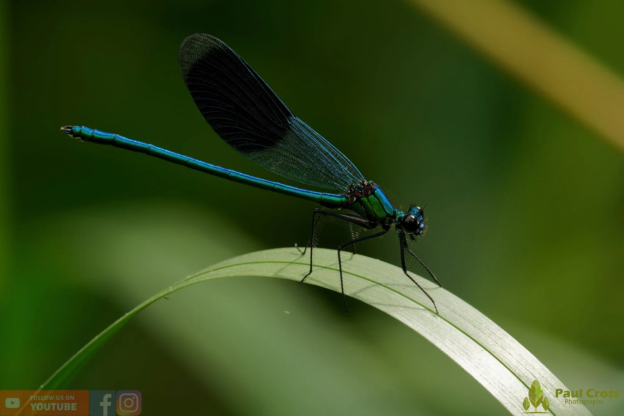 Banded Demoiselle-00044.jpg