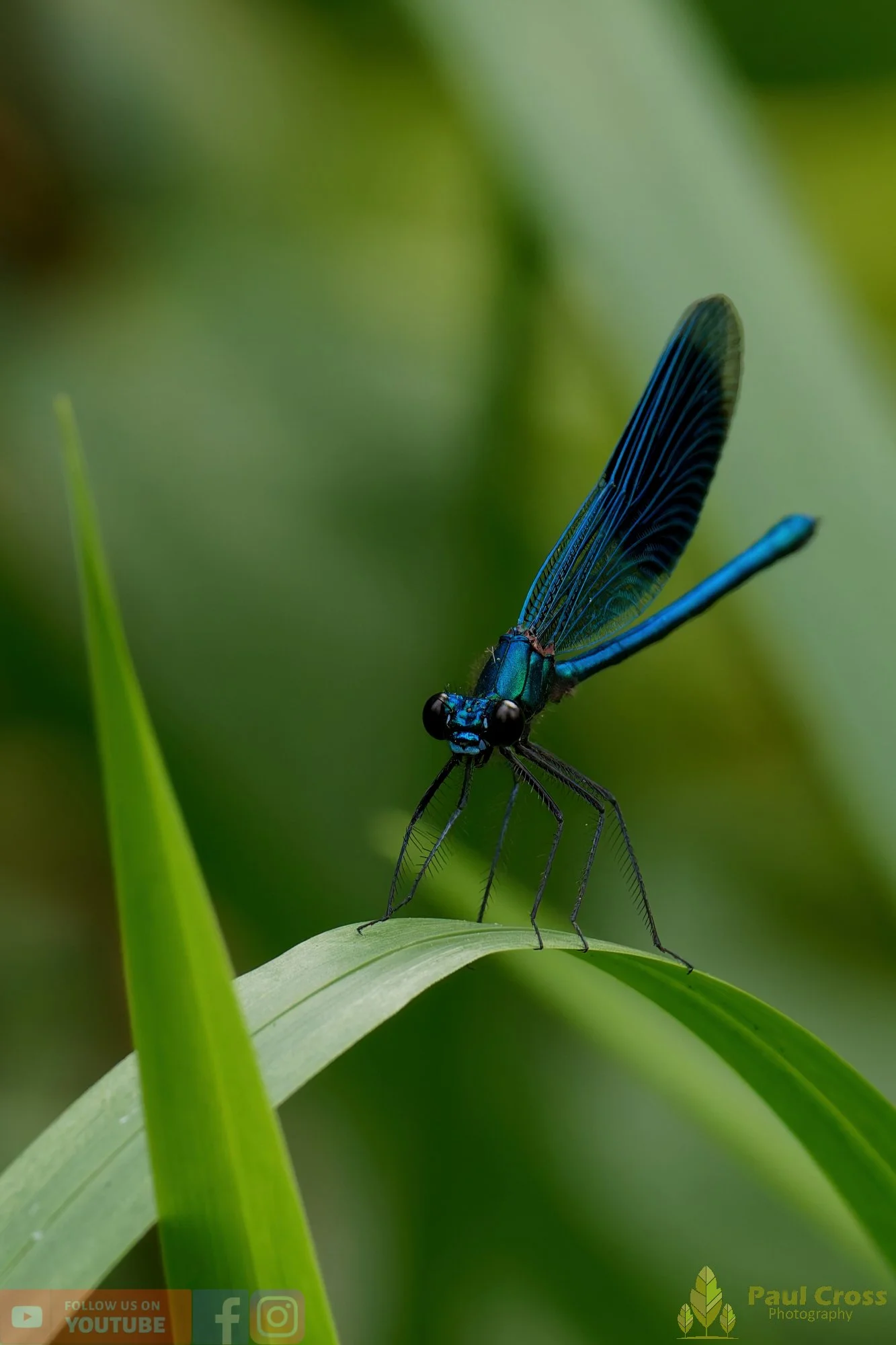 Banded Demoiselle-00043.jpg
