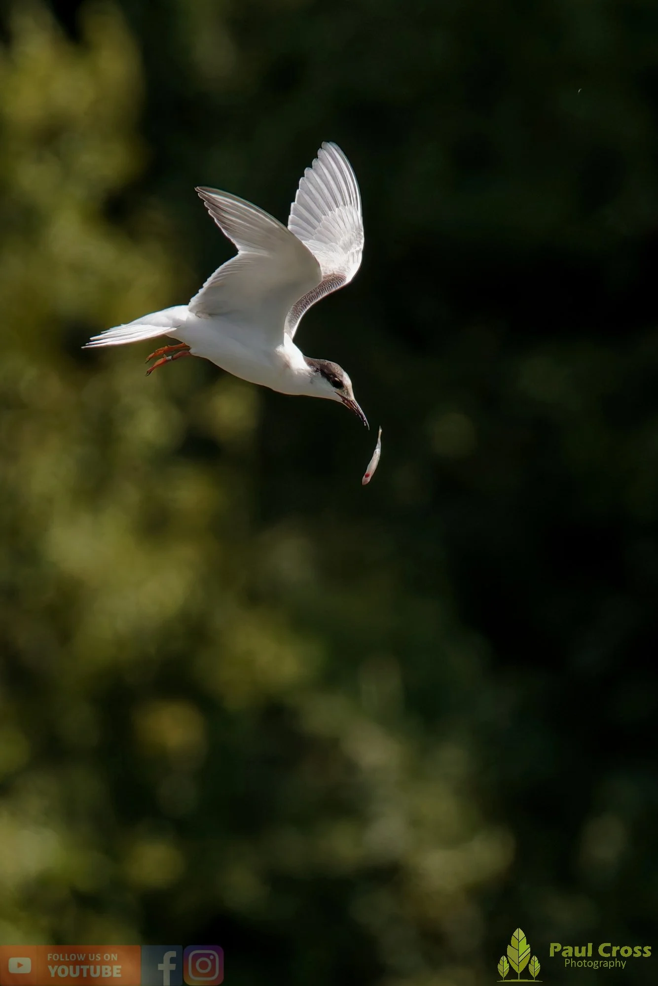 Common Tern-02274.jpg