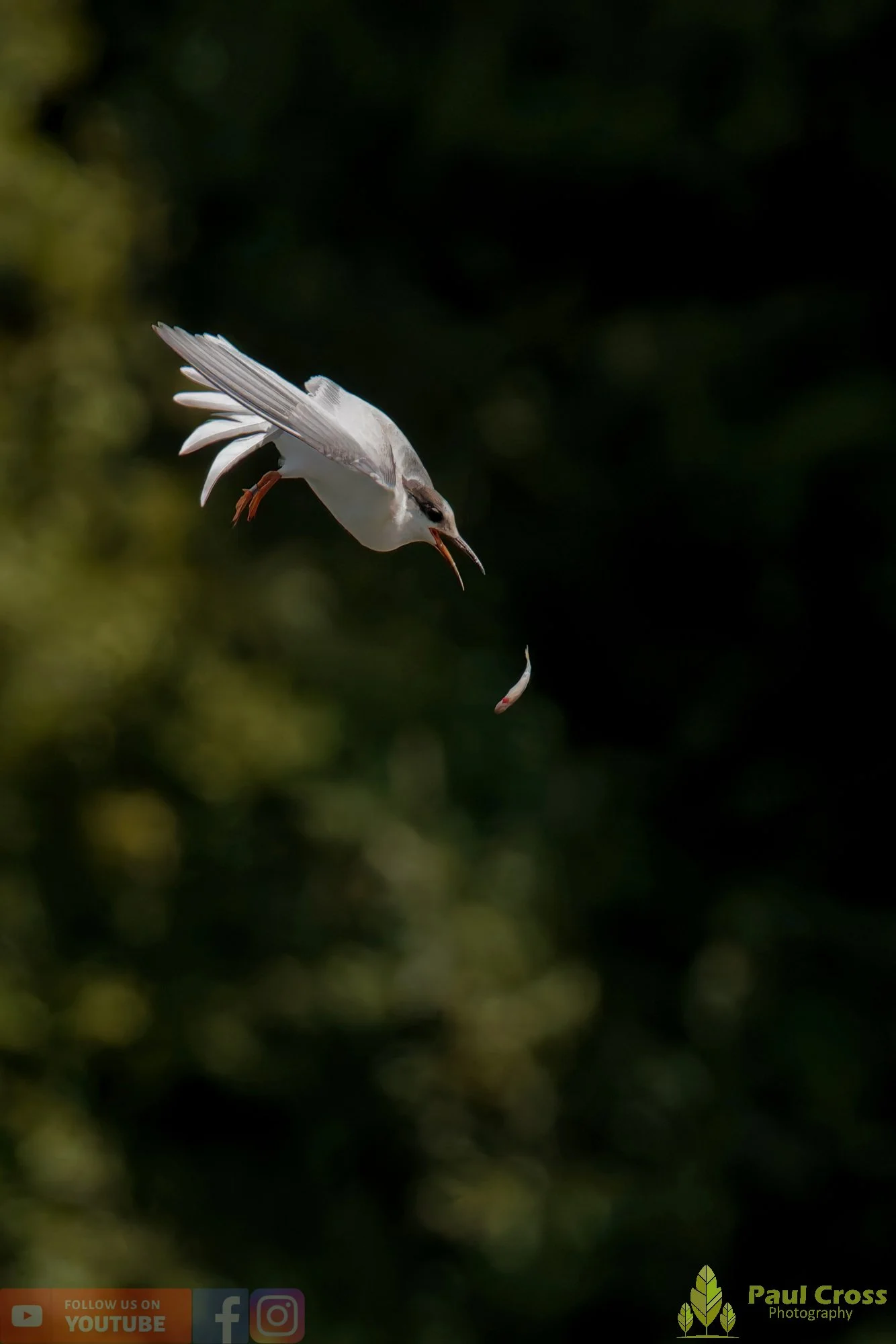 Common Tern-02275.jpg