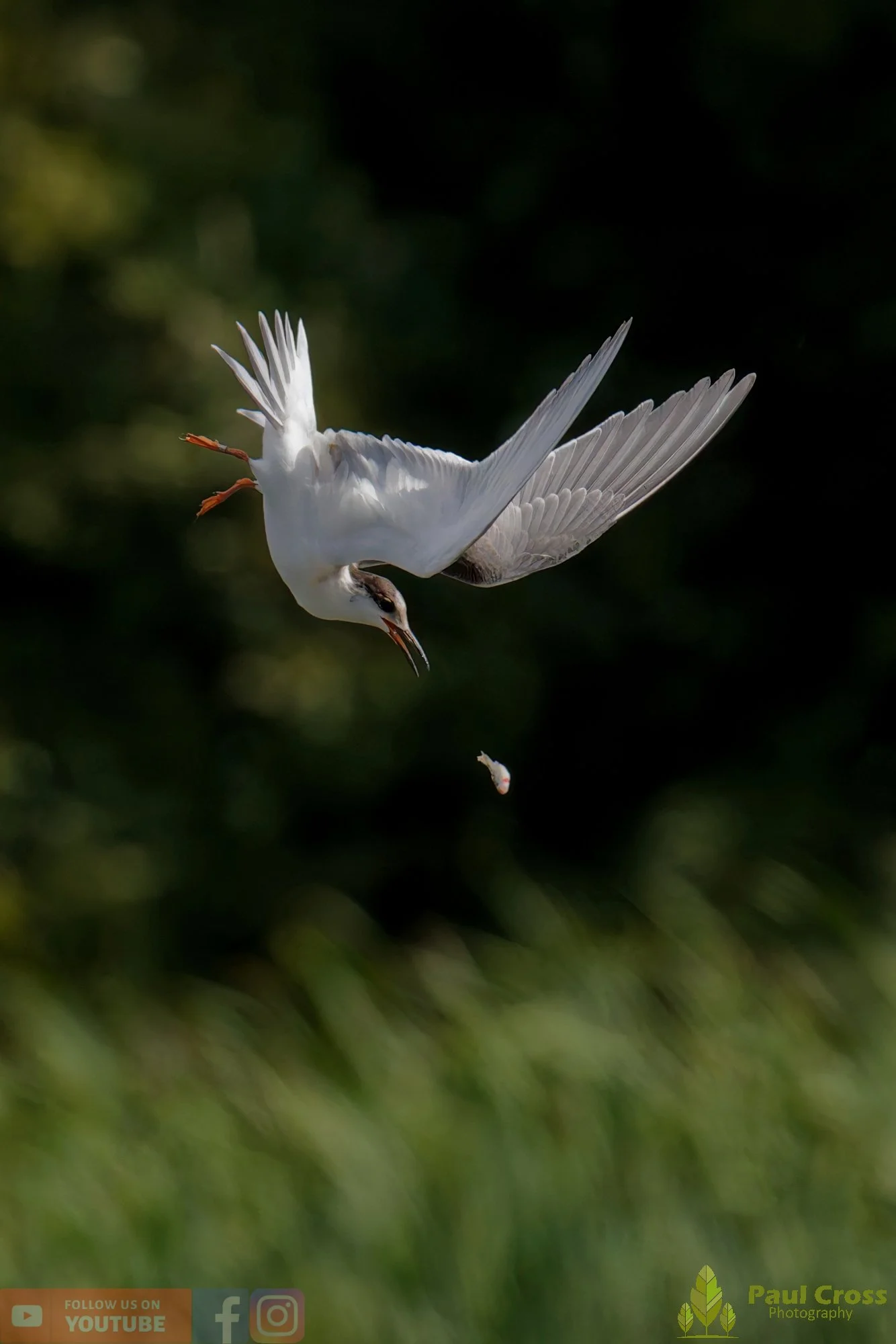 Common Tern-02276.jpg