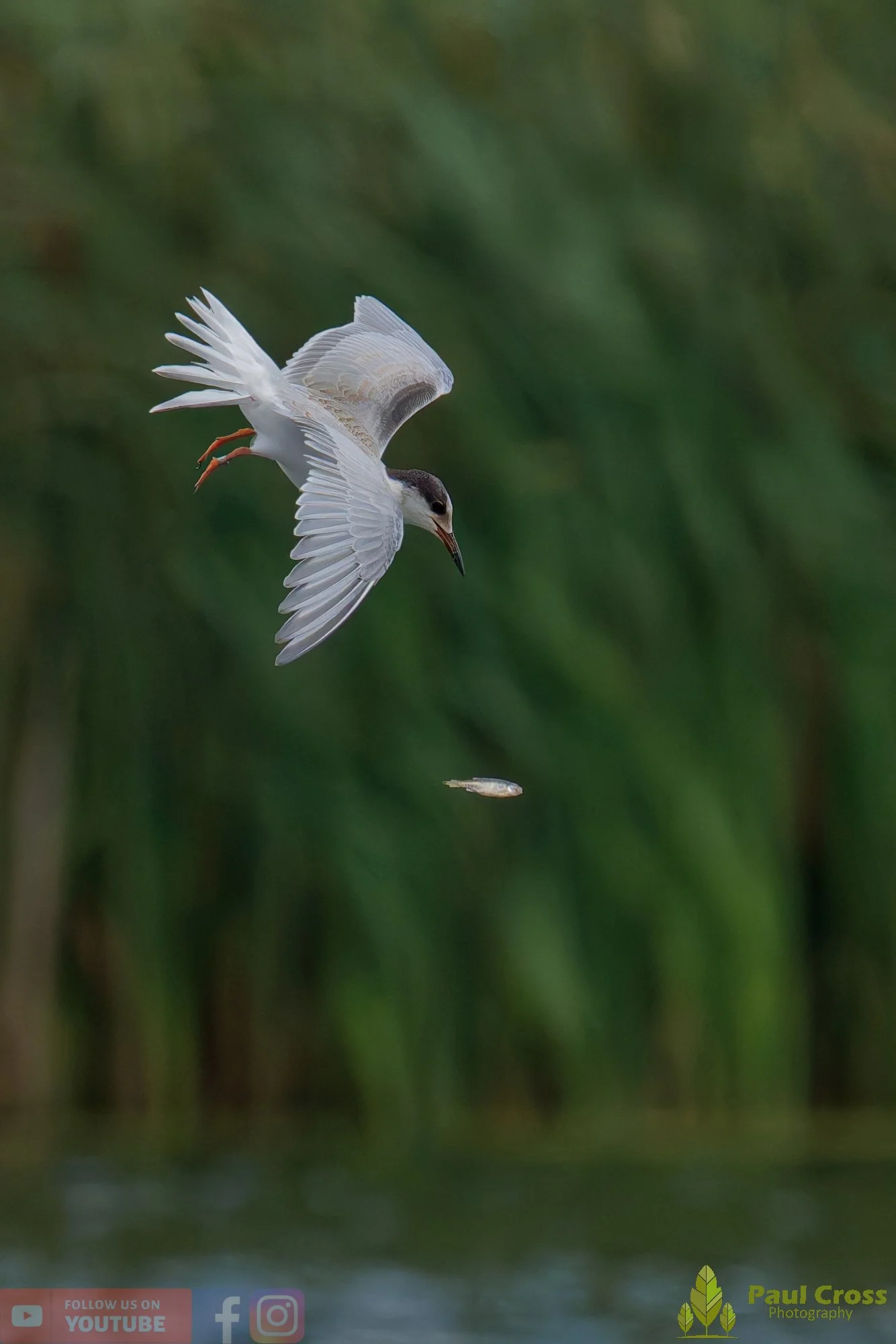 Common Tern-02277.jpg