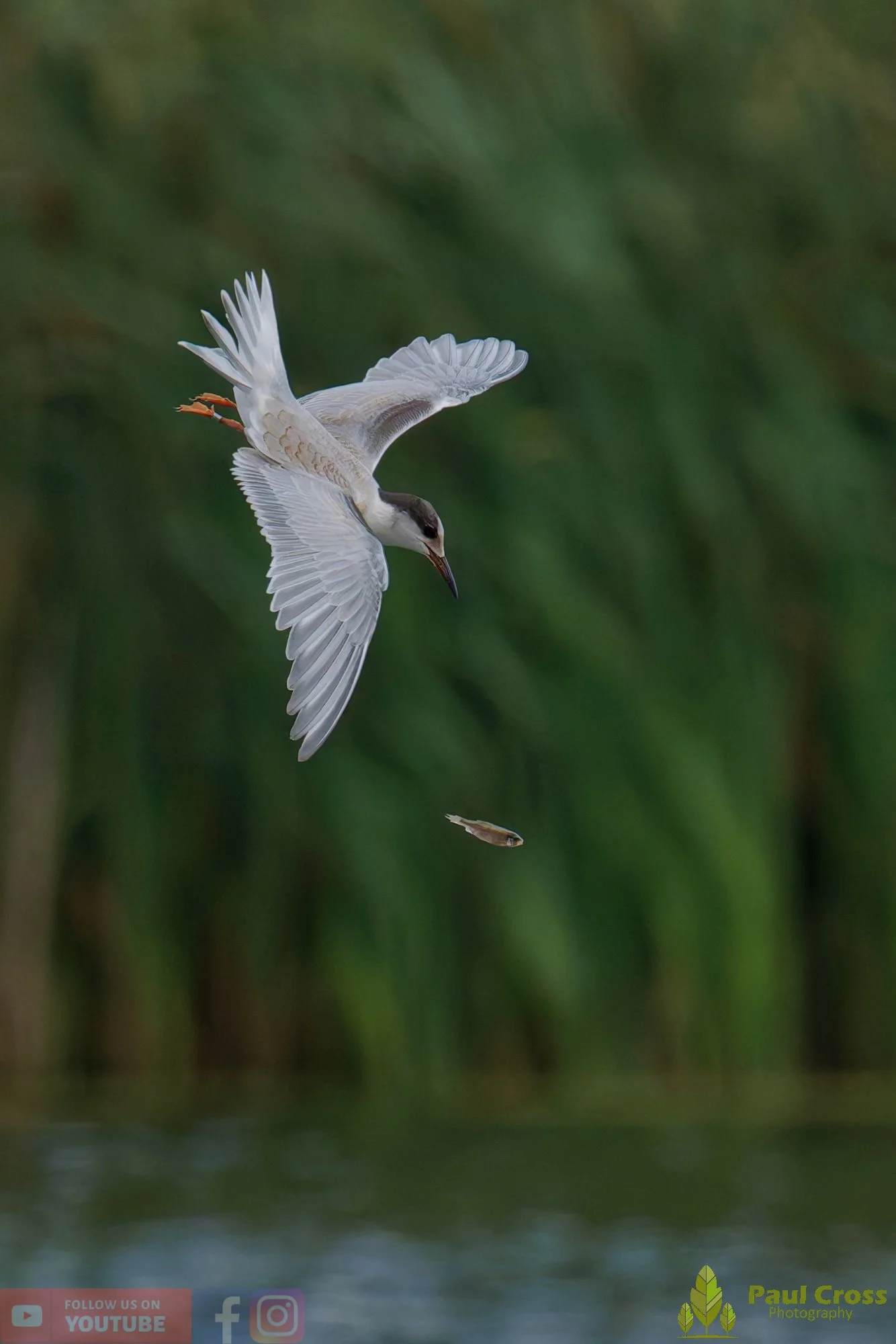 Common Tern-02278.jpg