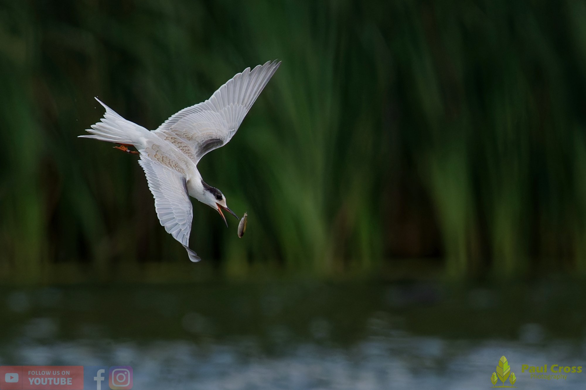 Common Tern-02280.jpg