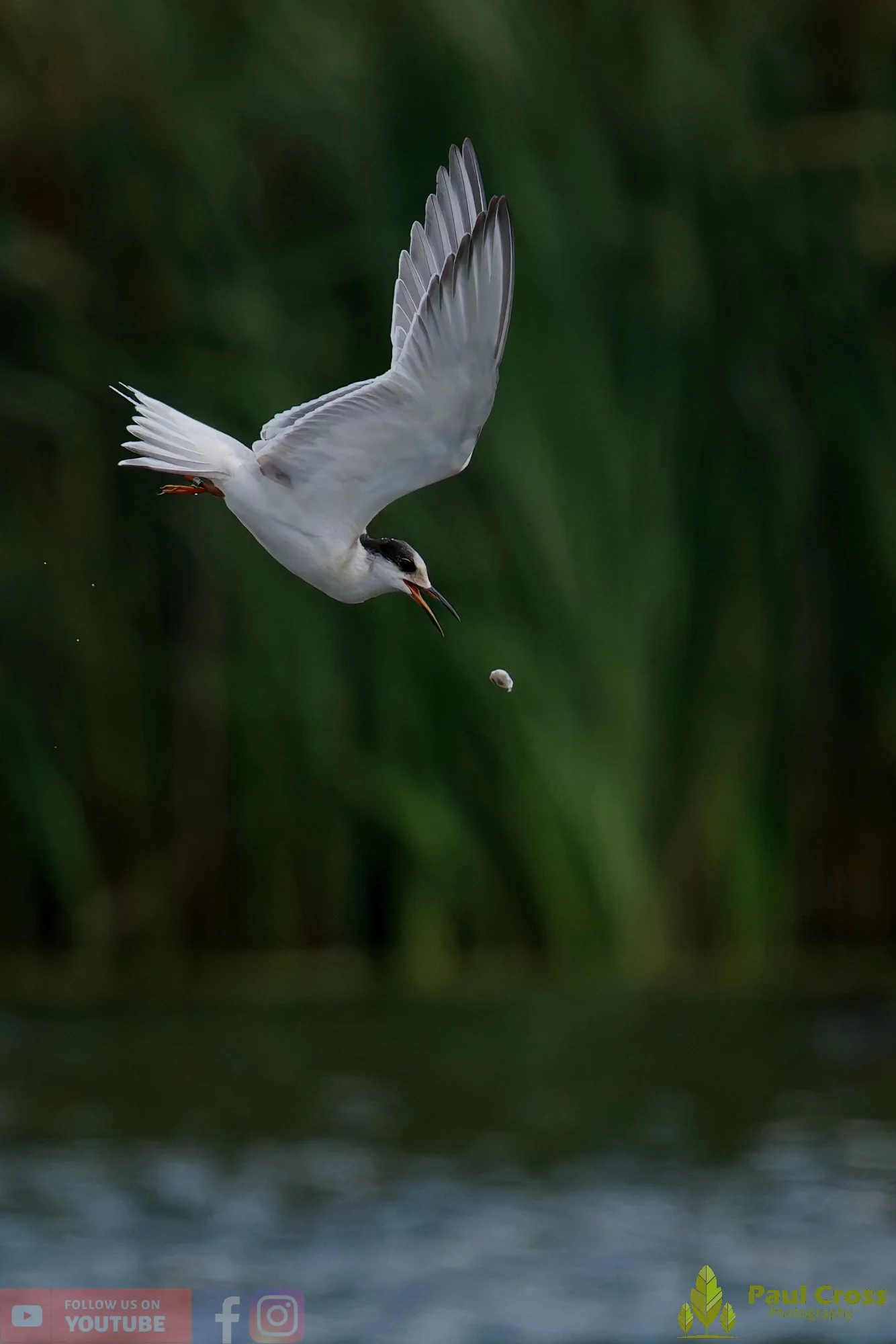 Common Tern-02279.jpg