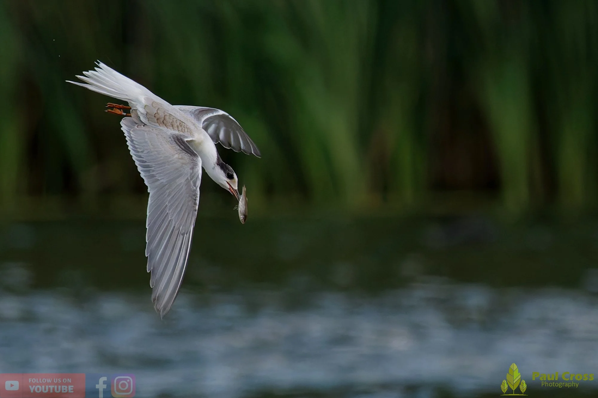 Common Tern-02281.jpg