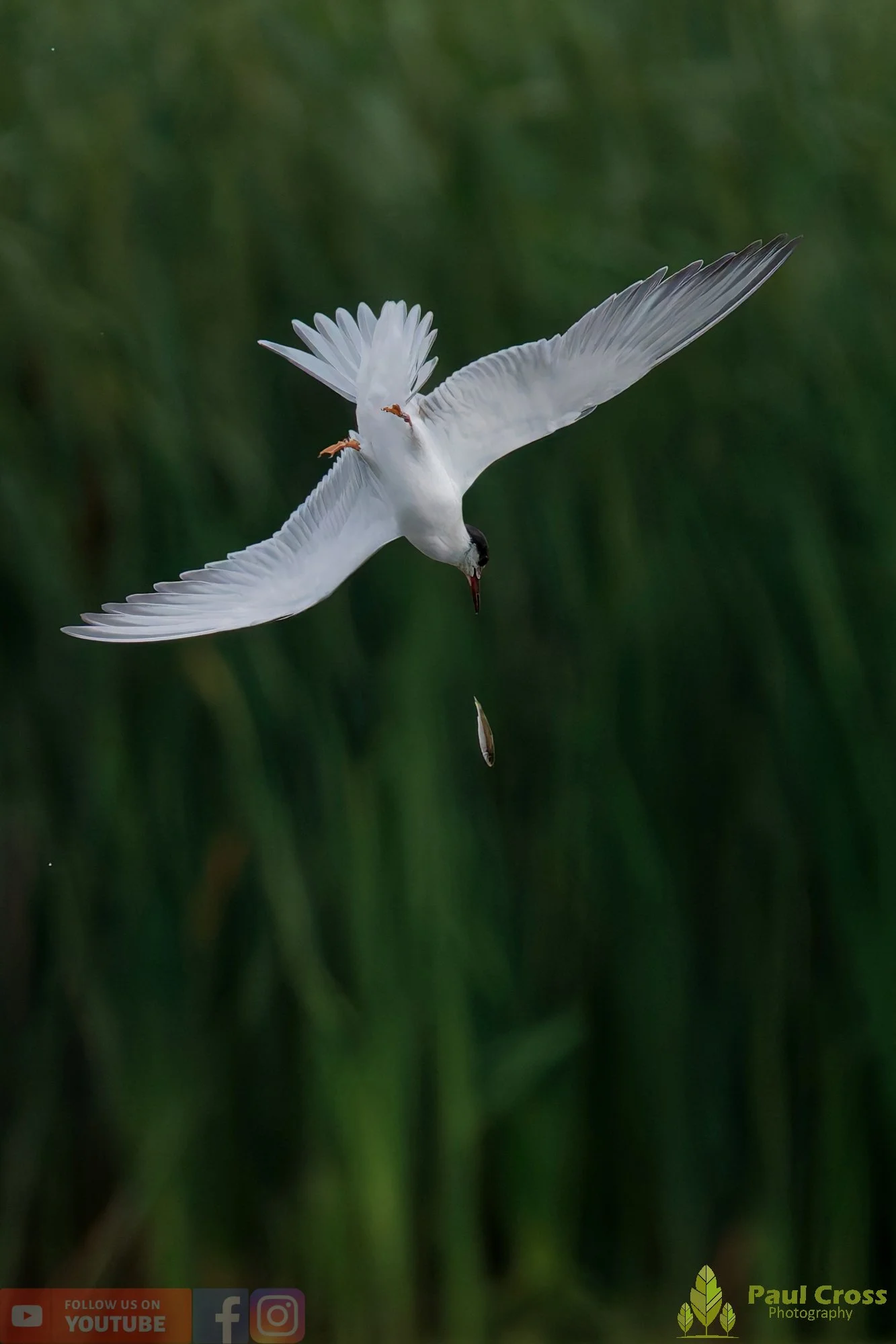 Common Tern-02282.jpg