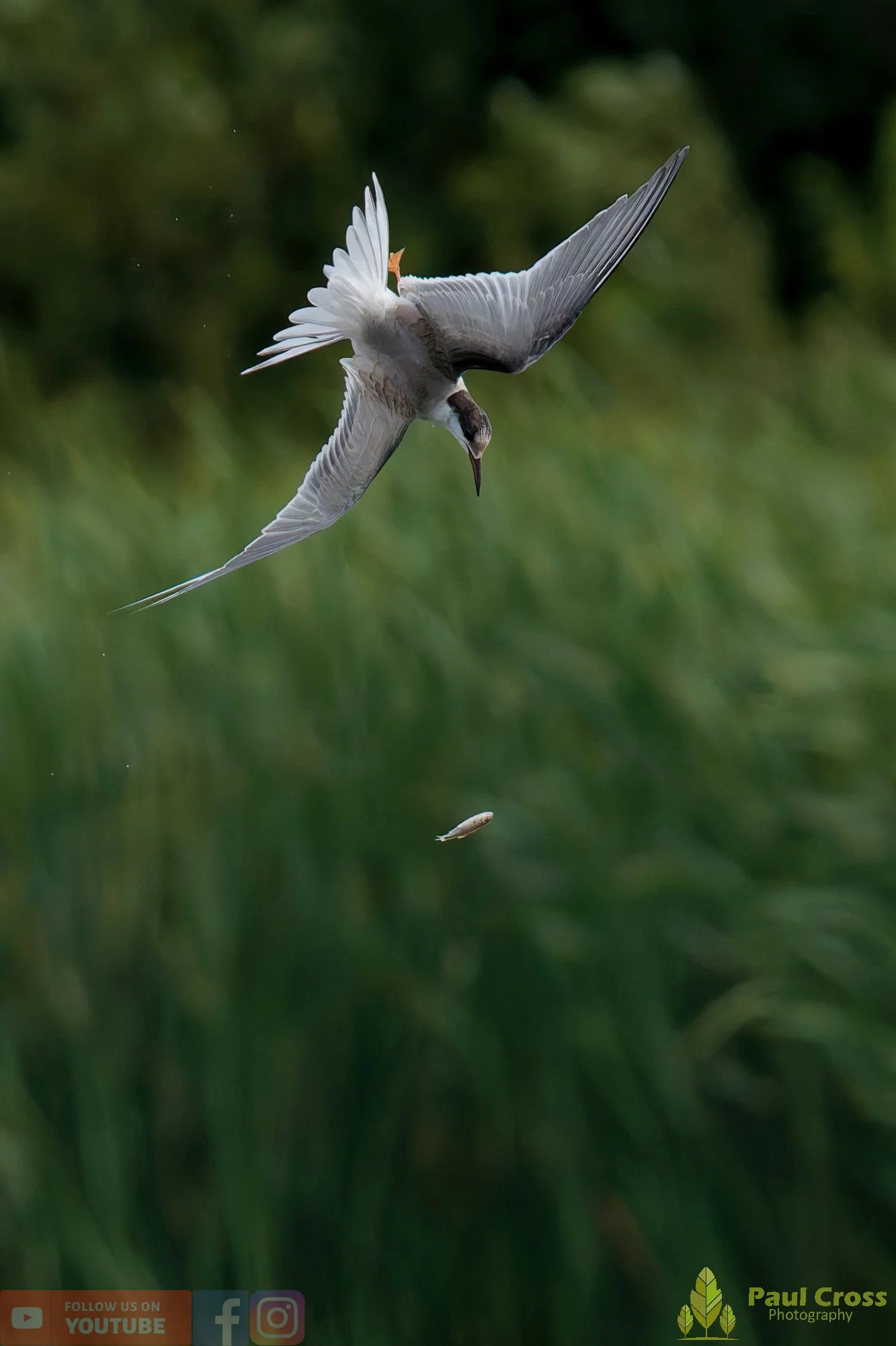 Common Tern-02283.jpg