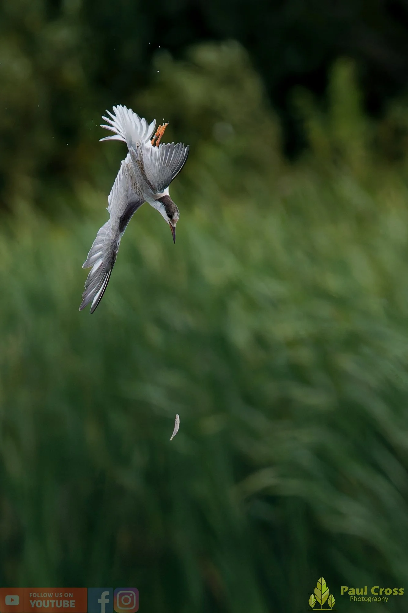 Common Tern-02284.jpg