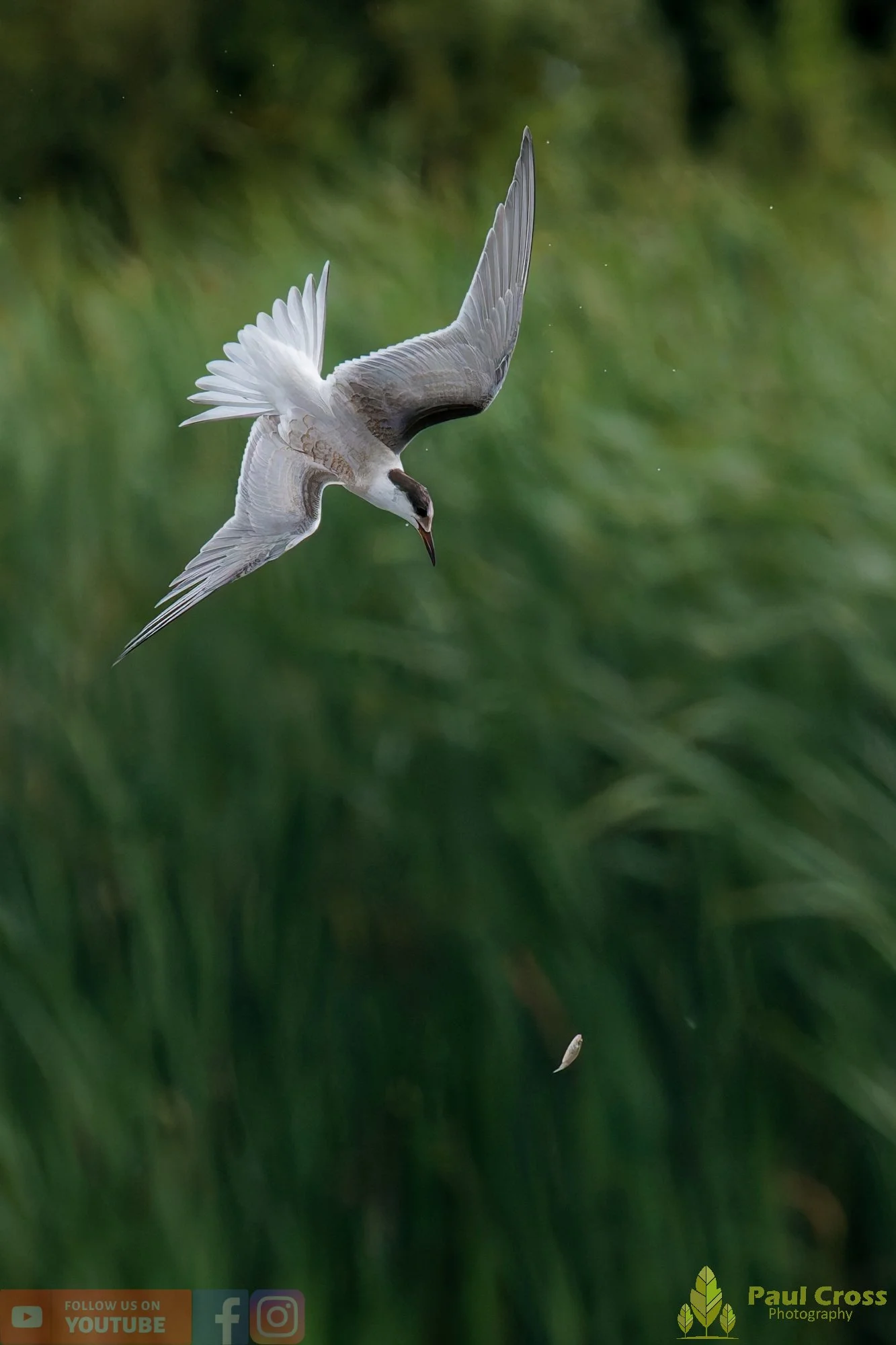 Common Tern-02285.jpg