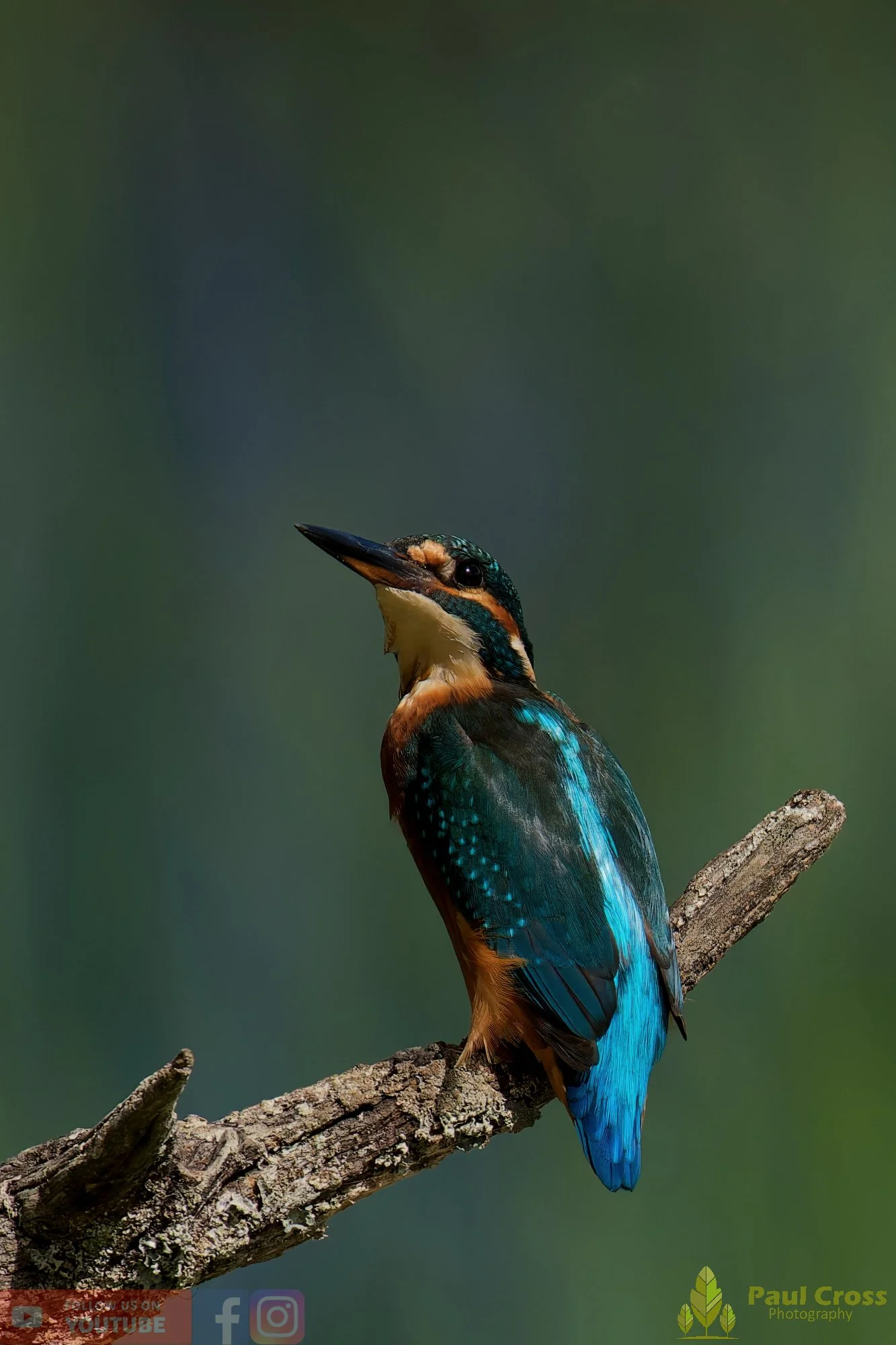 Kingfisher-00821.jpg