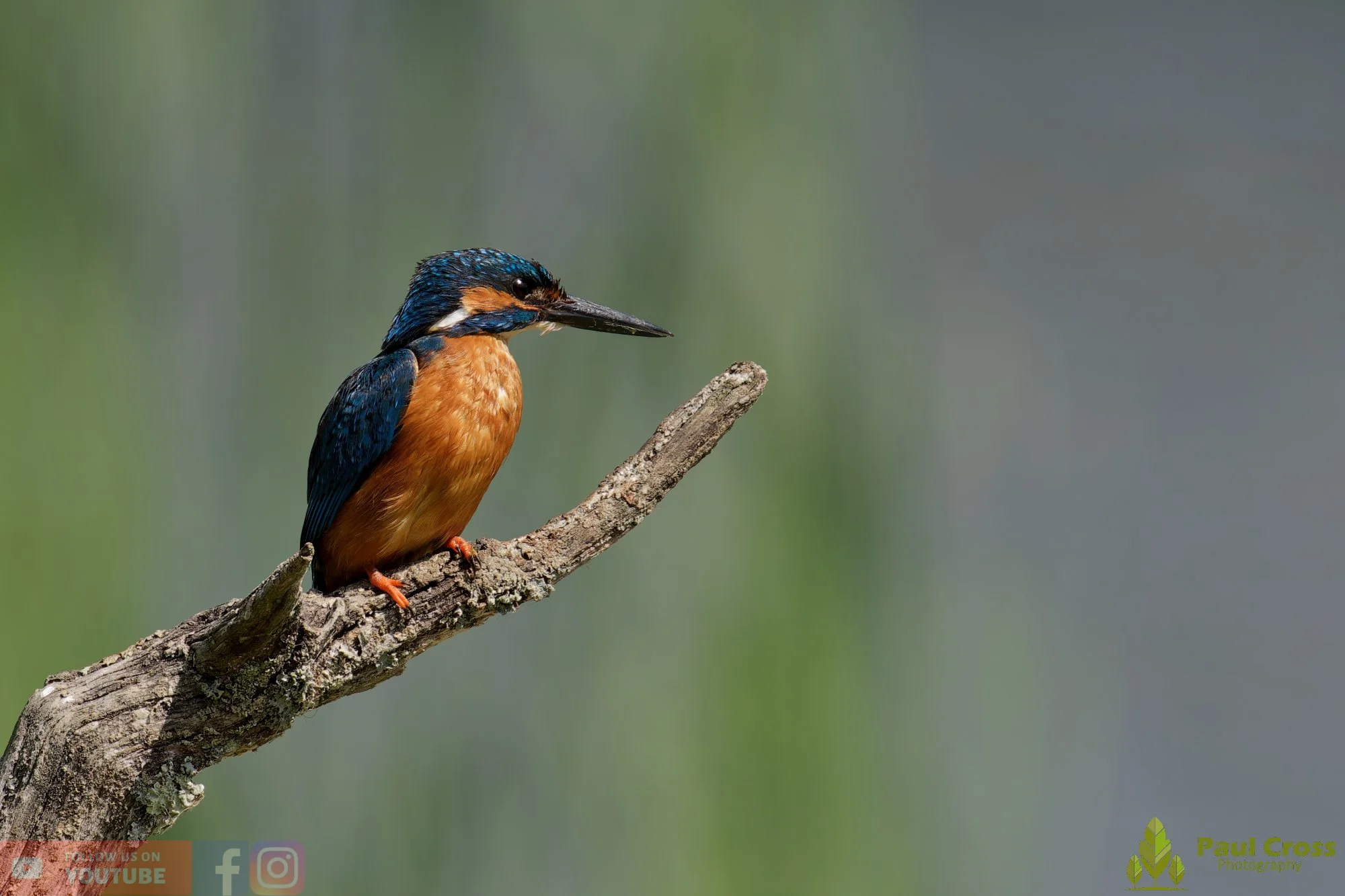 Kingfisher-00803.jpg