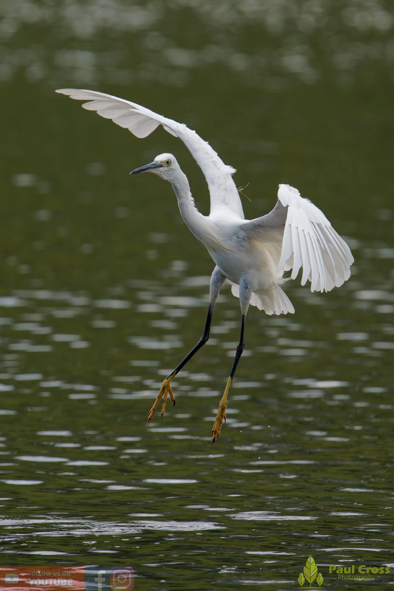 Little Egret-00606.jpg