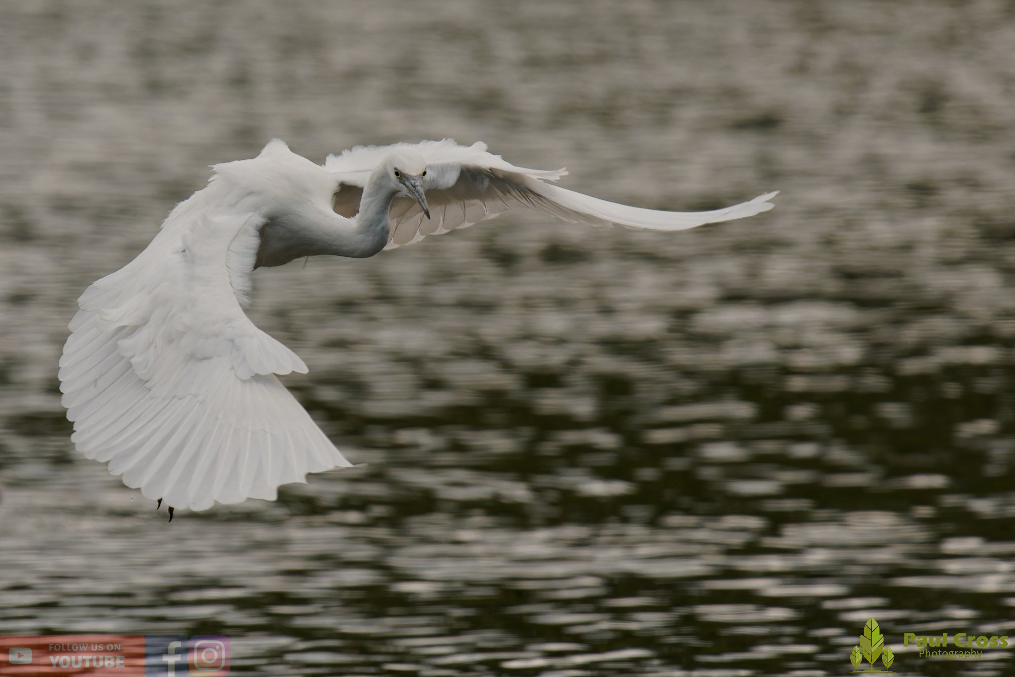 Little Egret-00608.jpg