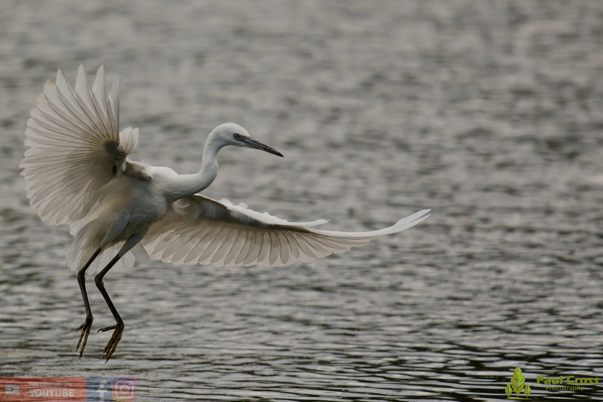 Little Egret-00611.jpg