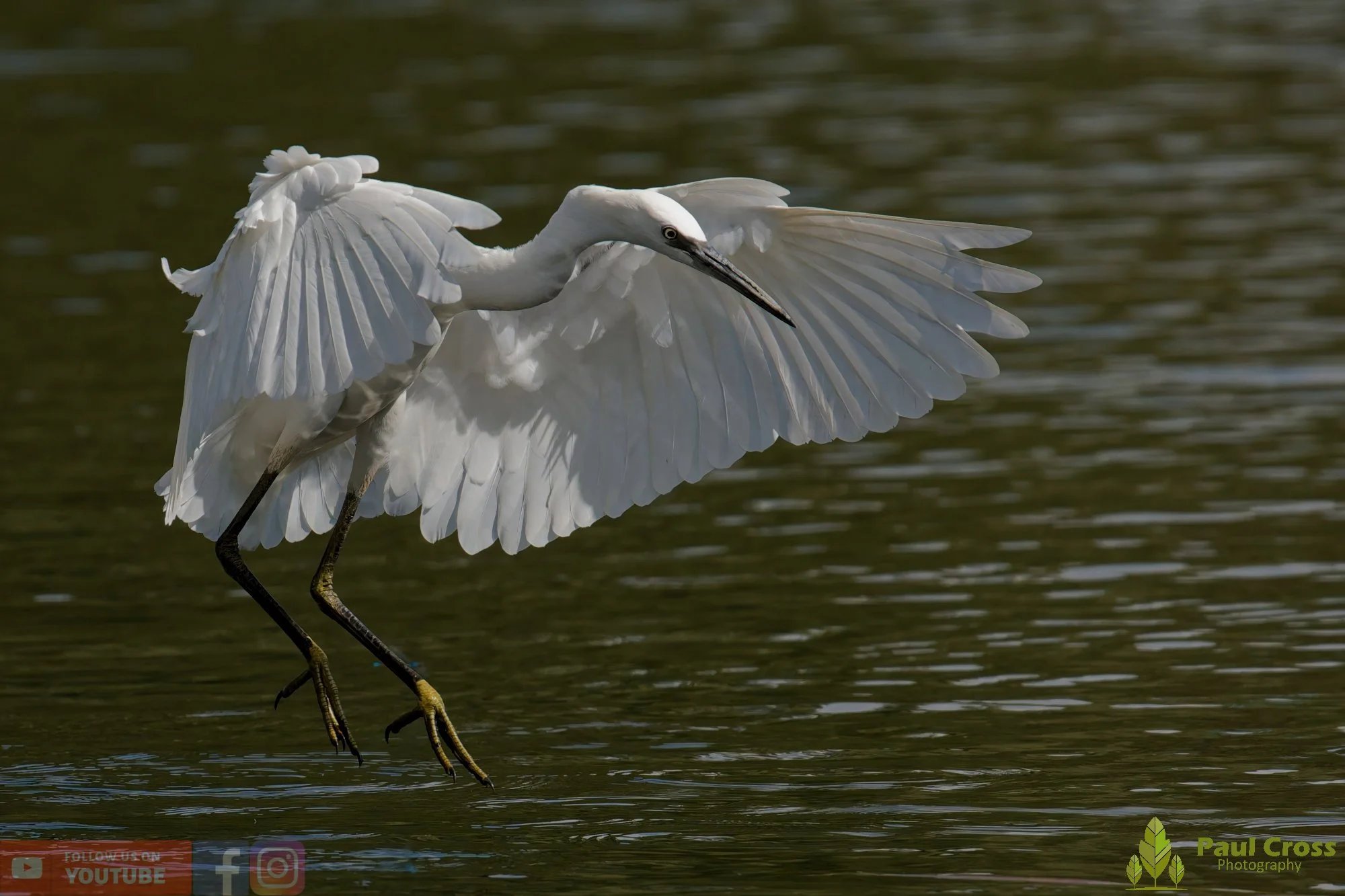 Little Egret-00614.jpg