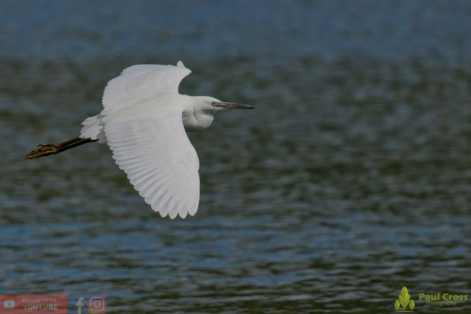 Little Egret-00616.jpg