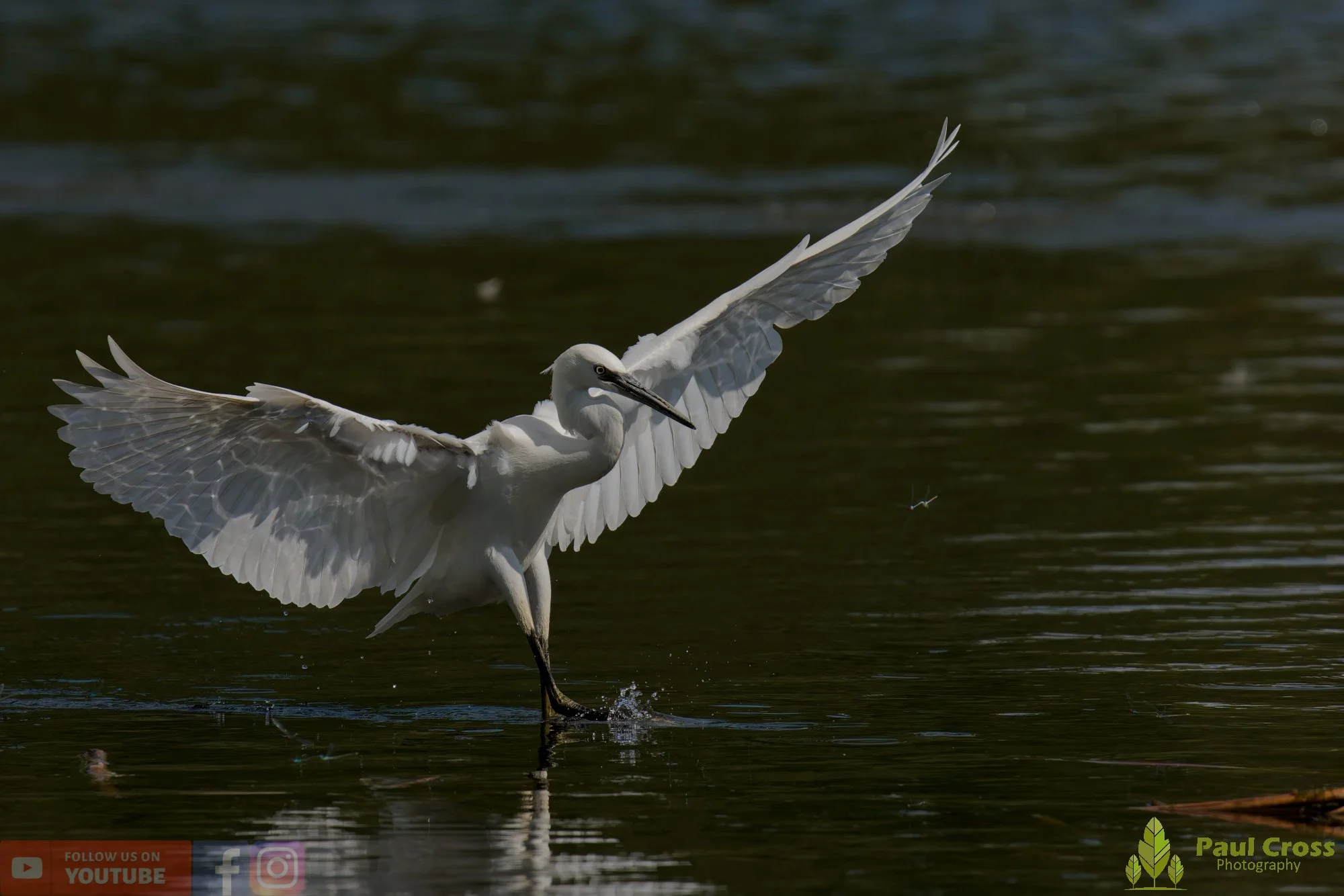 Little Egret-00622.jpg