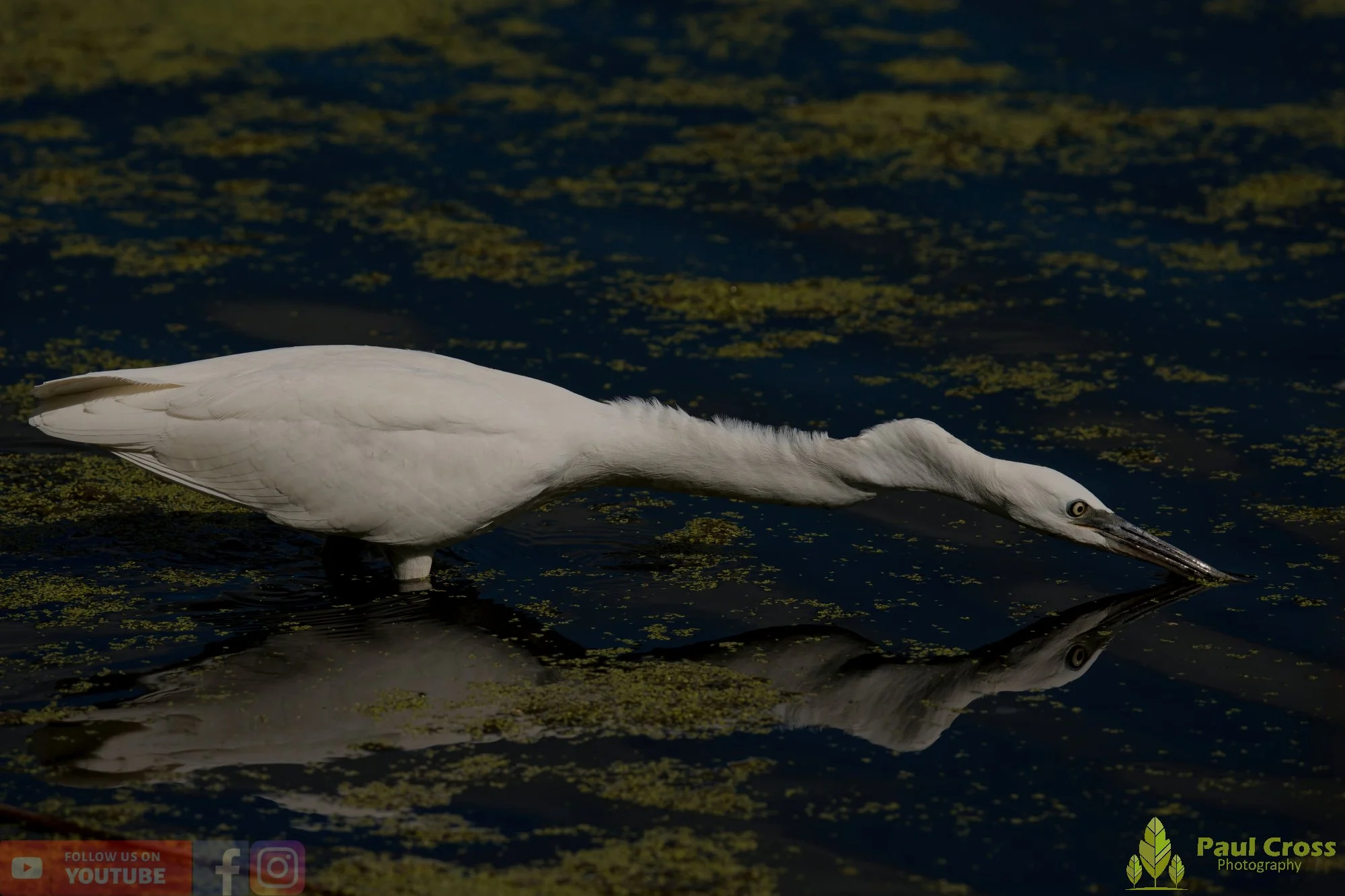 Little Egret-00626.jpg