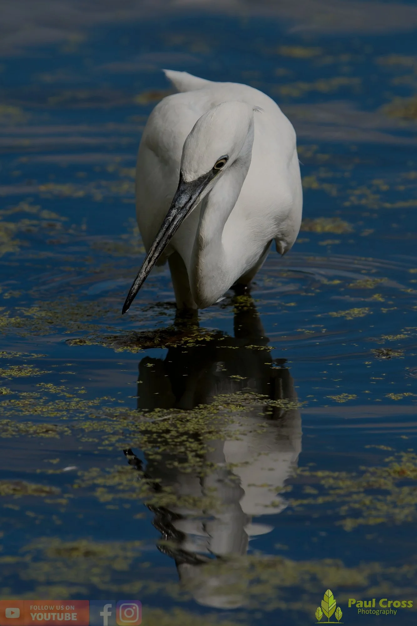 Little Egret-00631.jpg