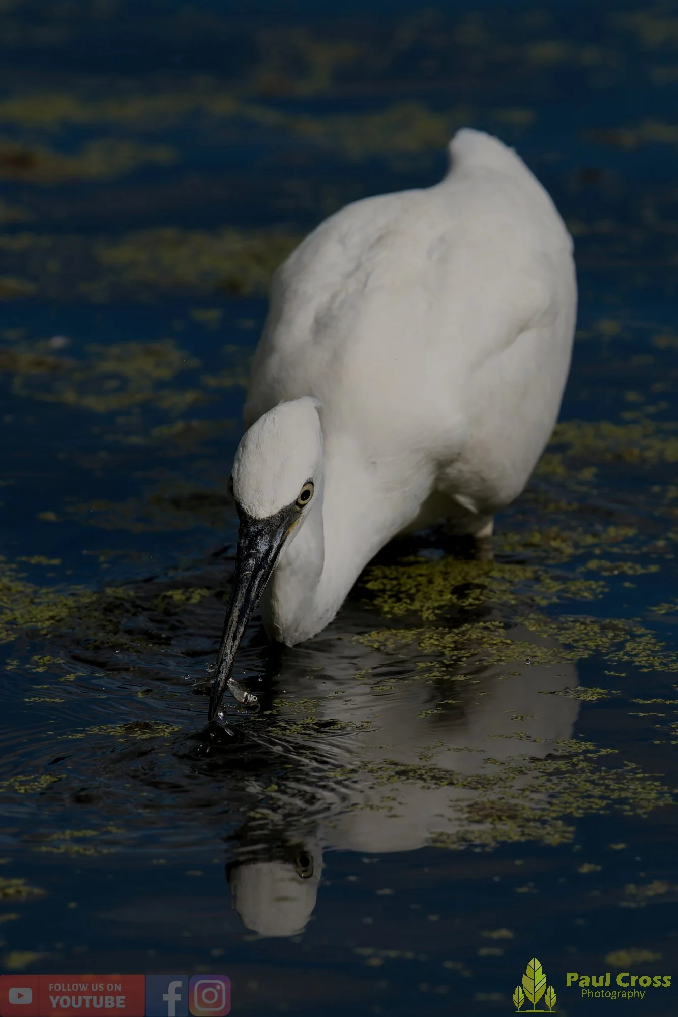 Little Egret-00632.jpg