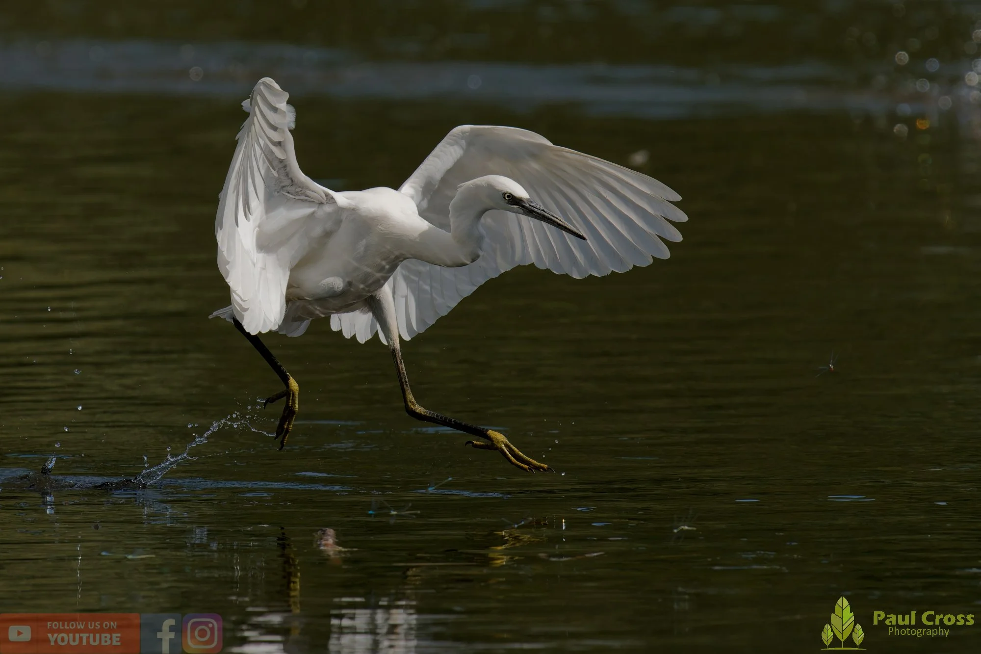 Little Egret-00617.jpg