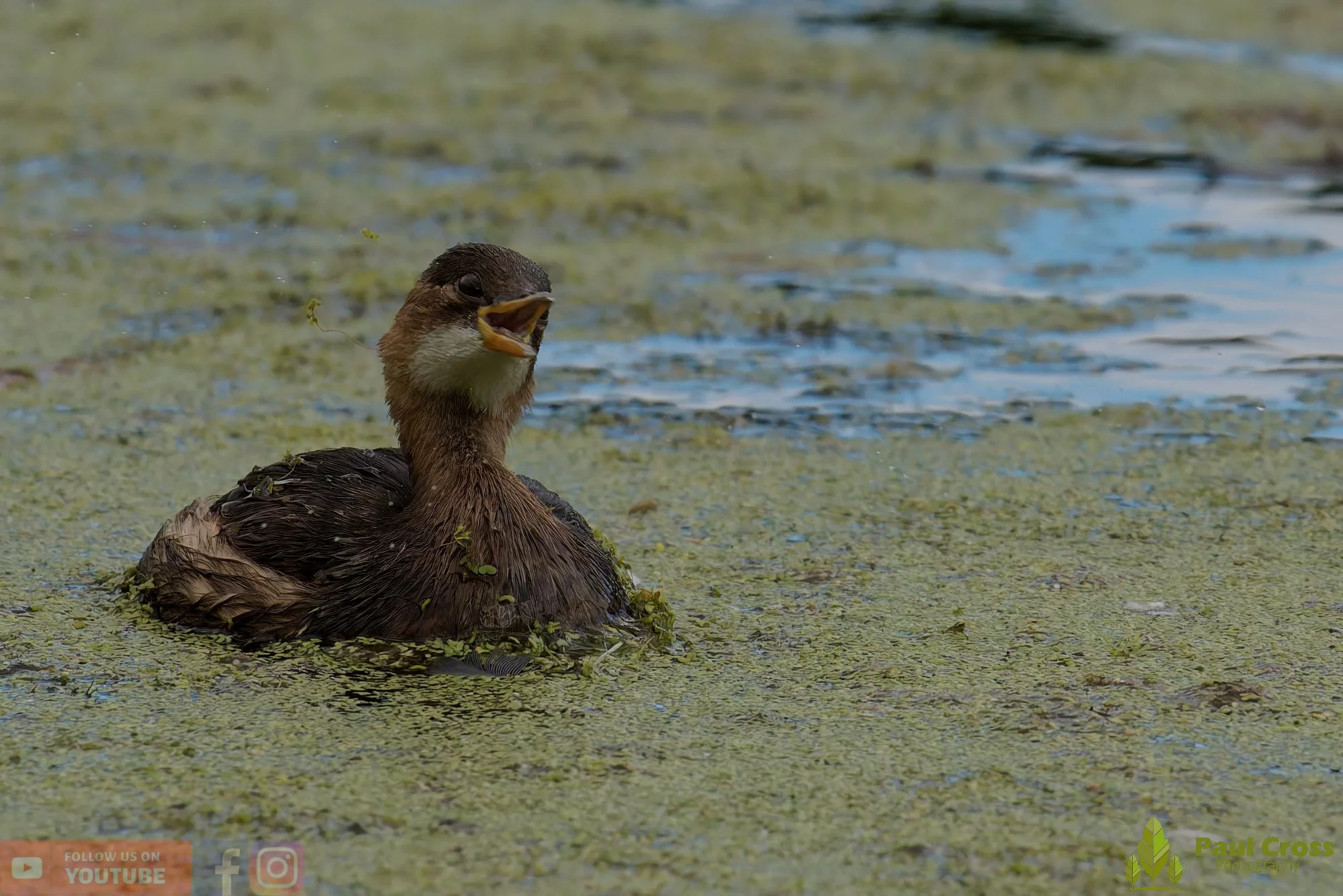 Little Grebe-00392.jpg