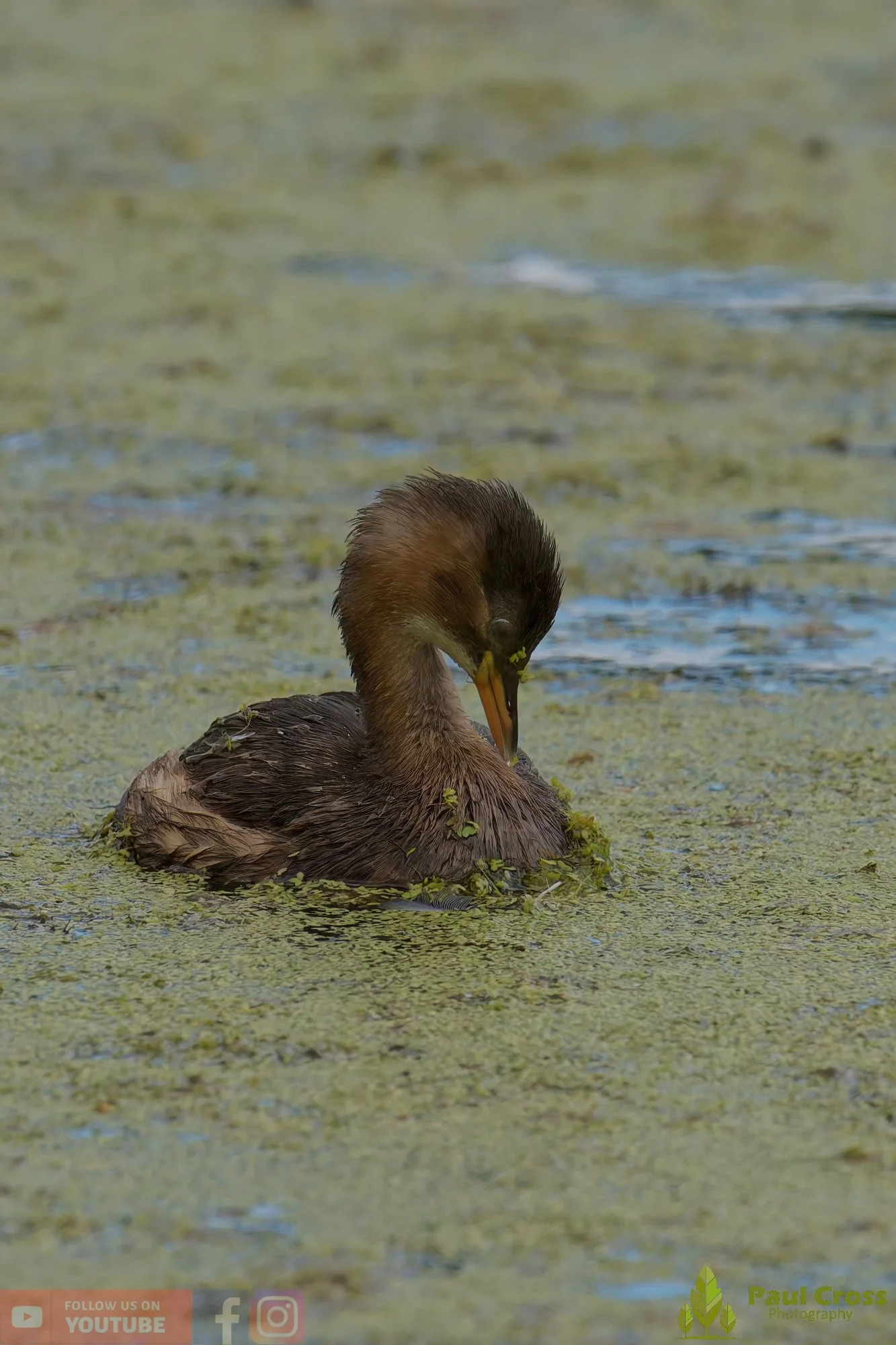 Little Grebe-00391.jpg