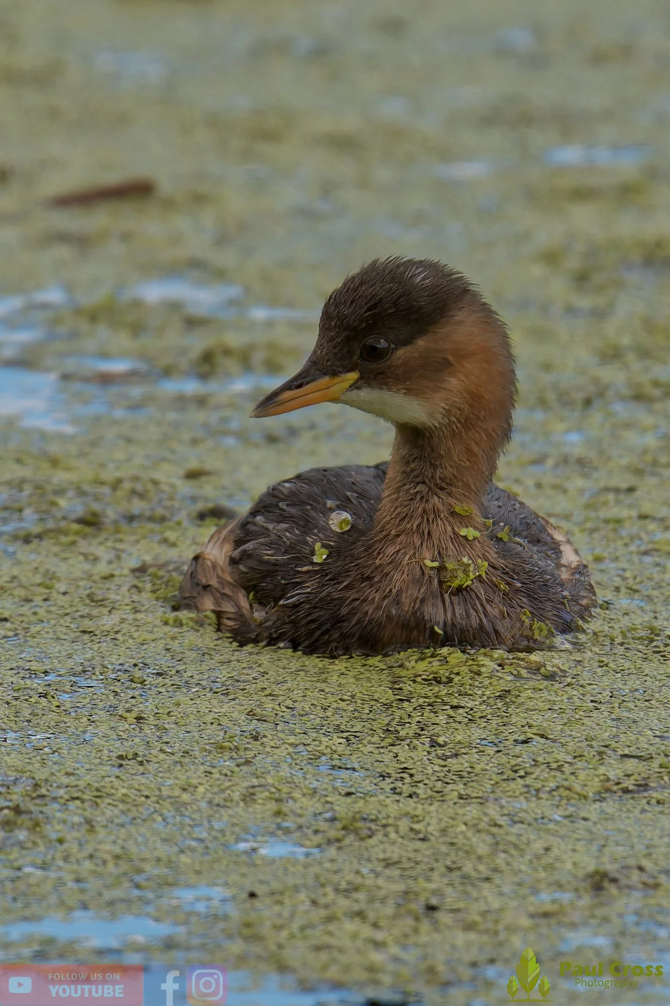 Little Grebe-00393.jpg