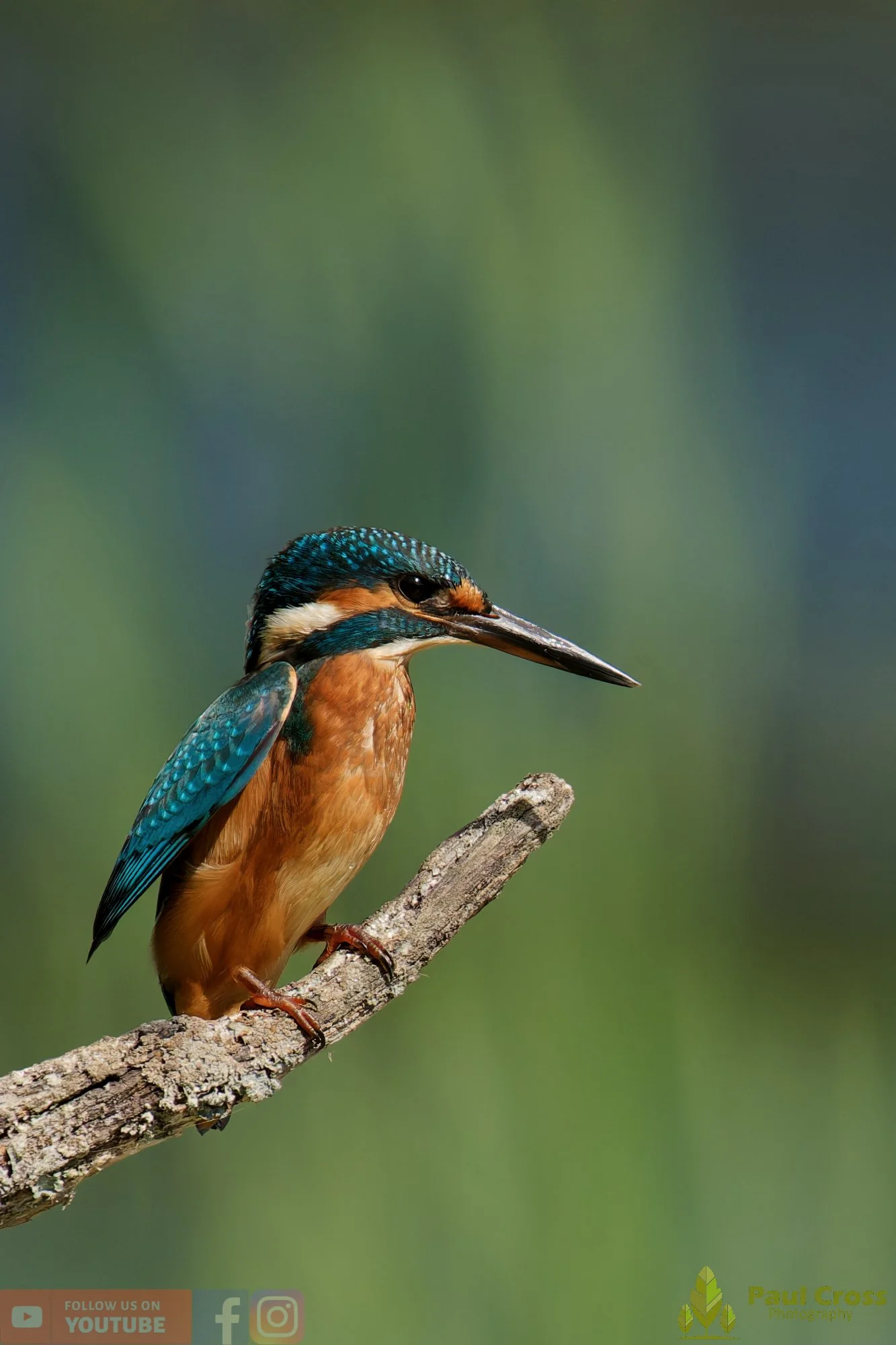 Kingfisher-00810.jpg
