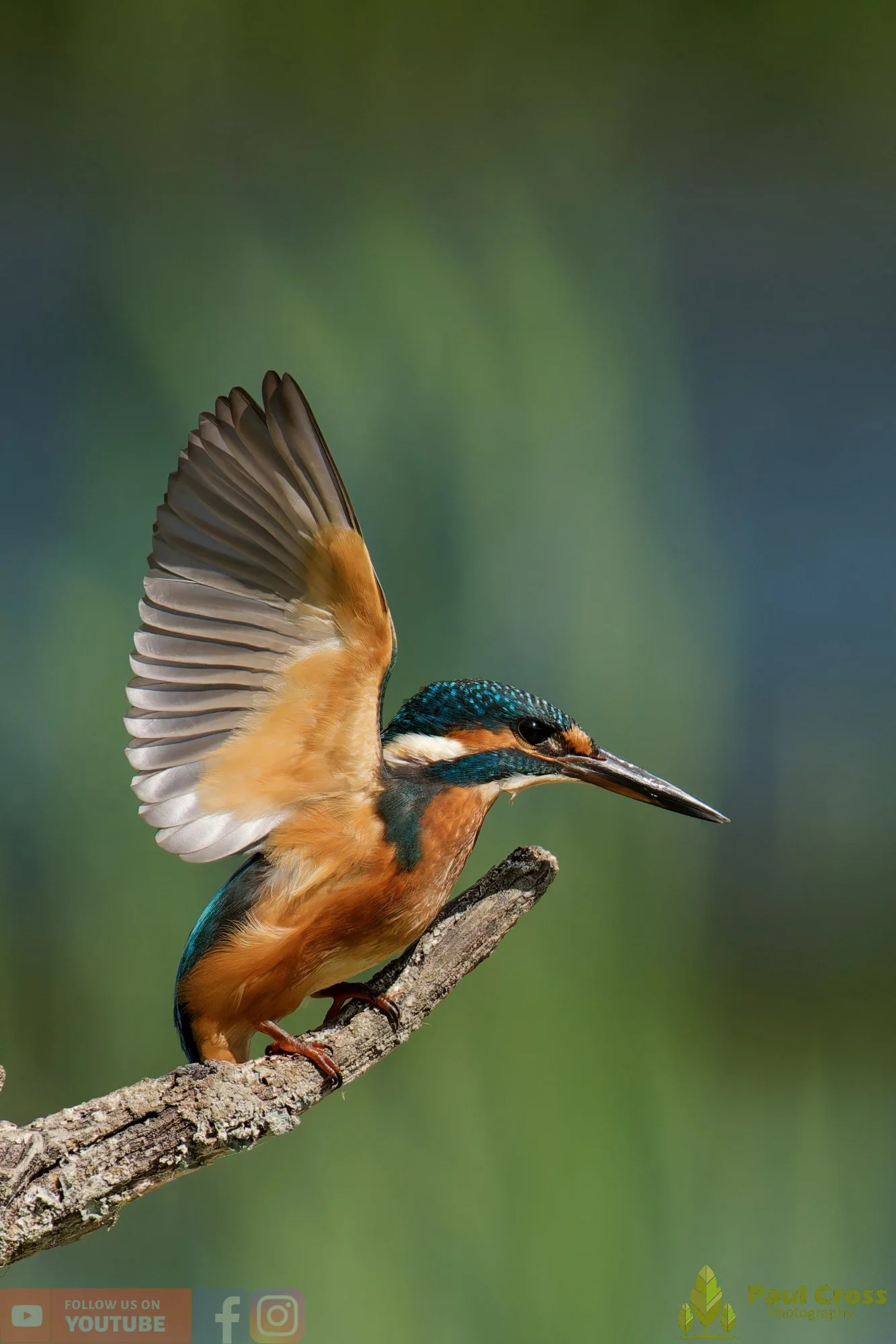 Kingfisher-00811.jpg