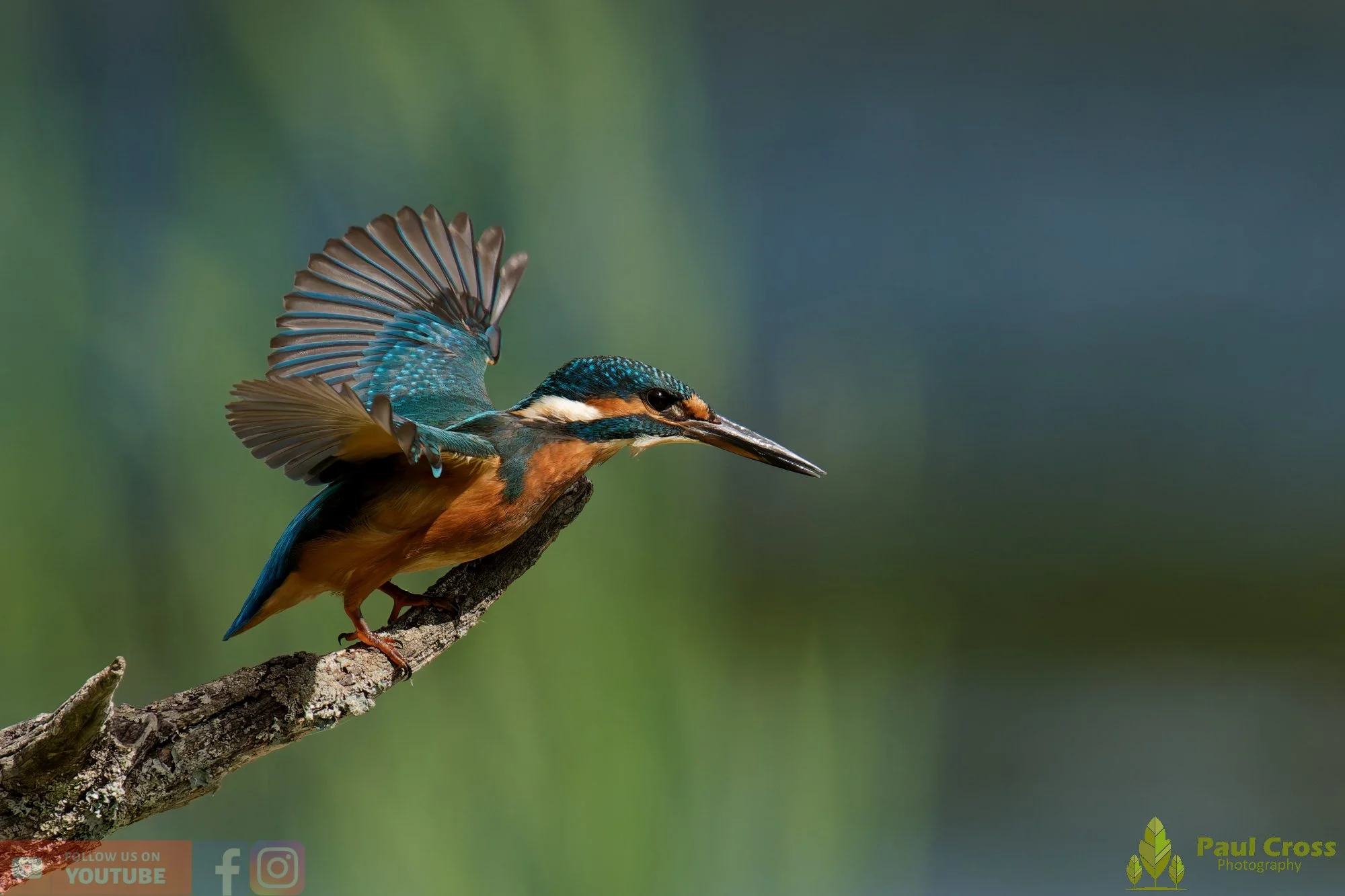 Kingfisher-00812.jpg