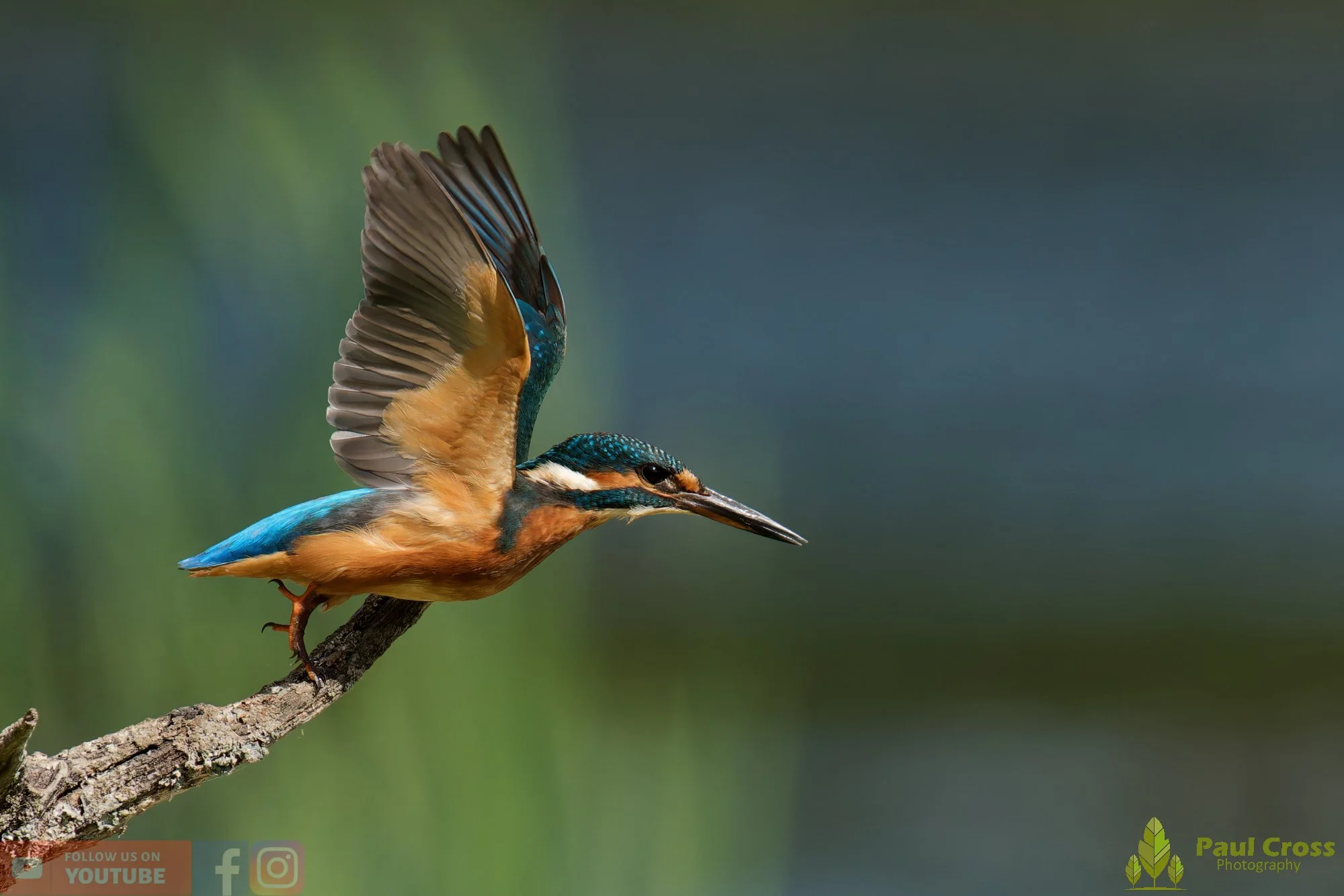 Kingfisher-00813.jpg
