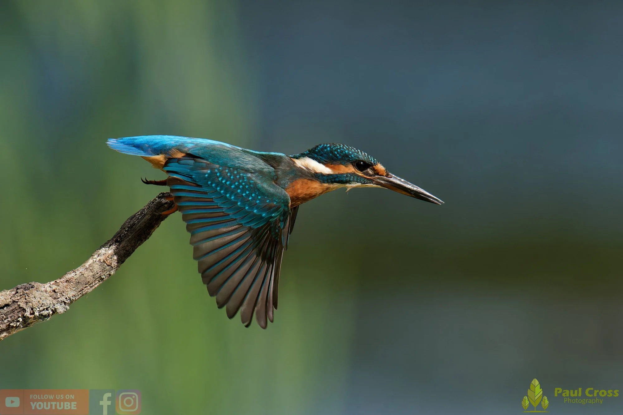 Kingfisher-00814.jpg