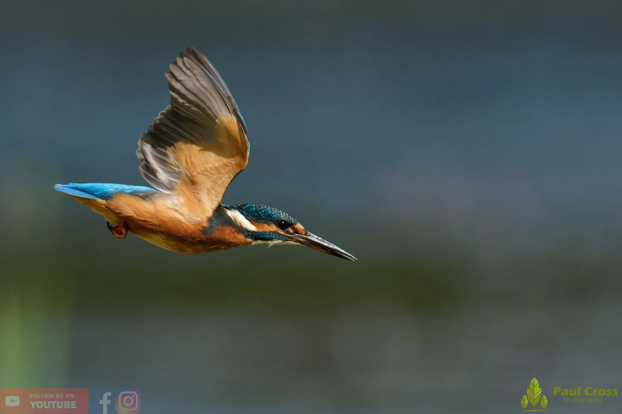 Kingfisher-00815.jpg