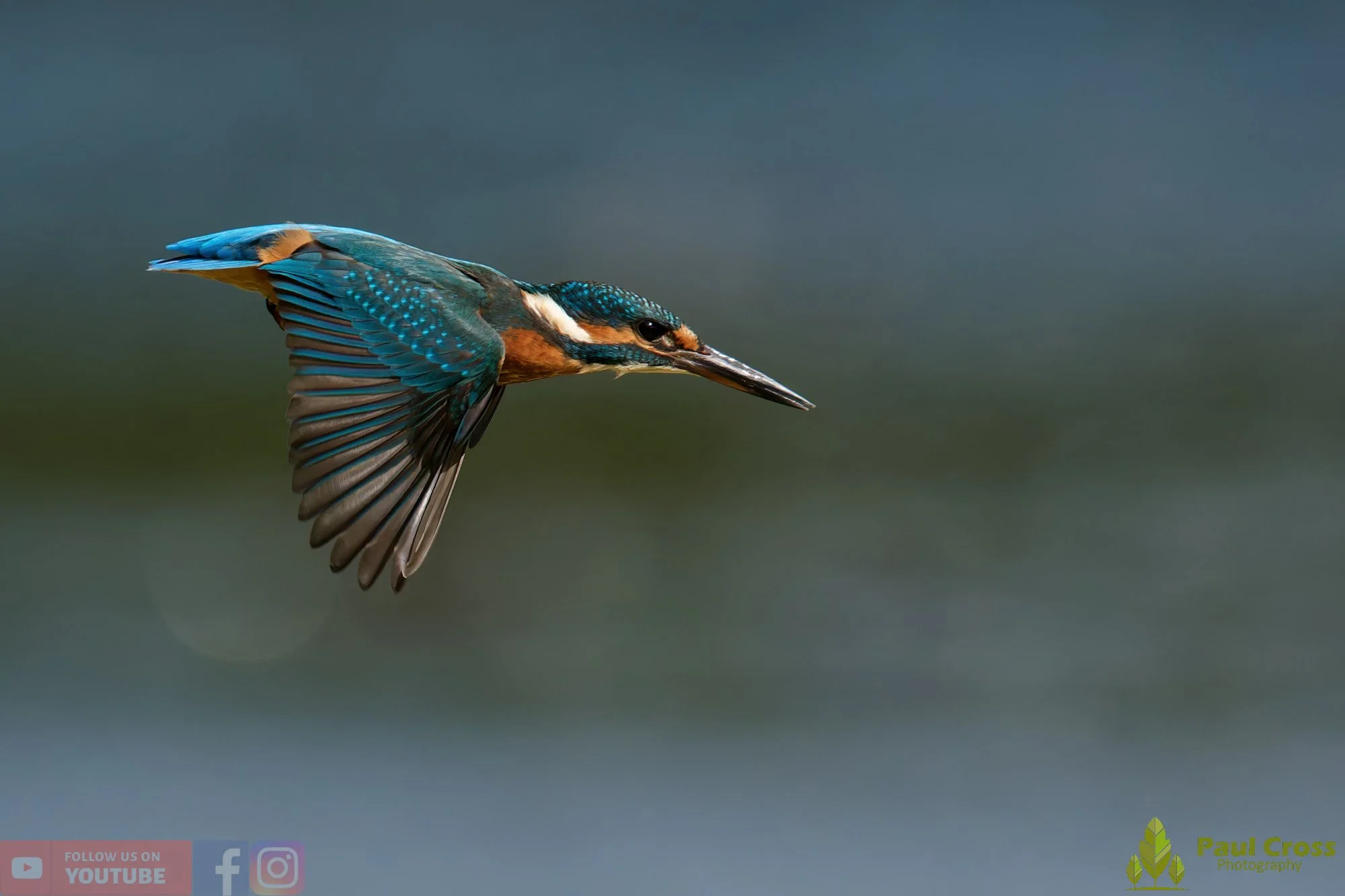 Kingfisher-00816.jpg