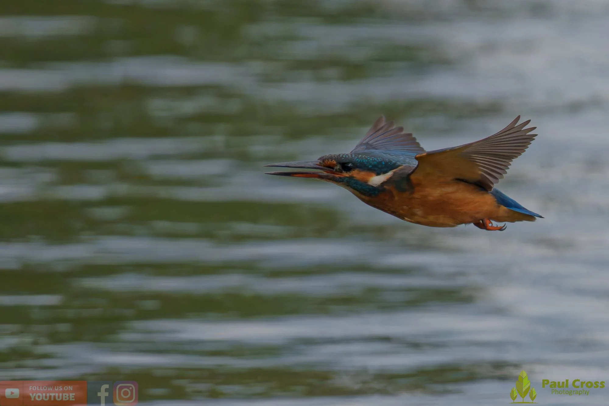 Kingfisher-00806.jpg