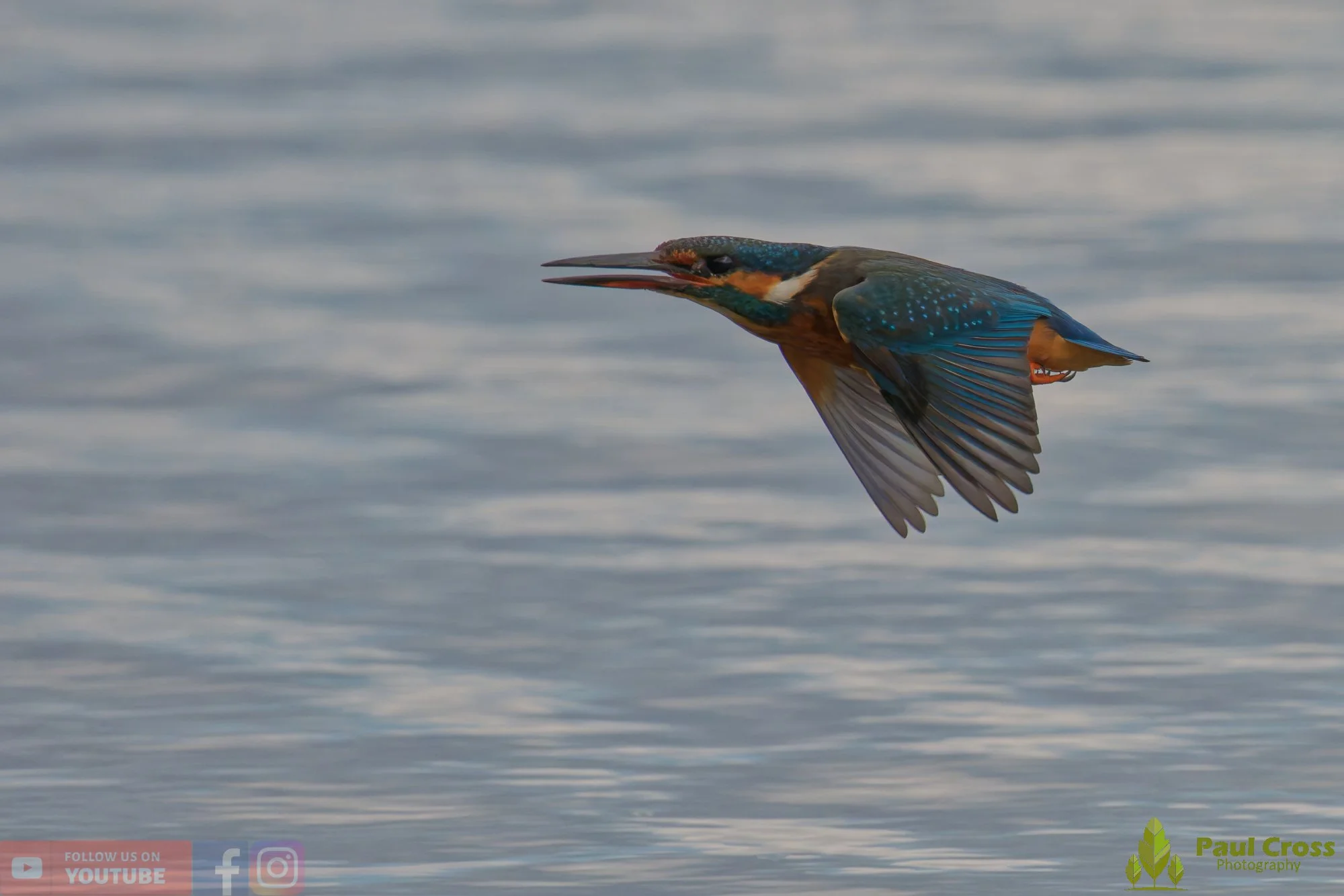 Kingfisher-00804.jpg