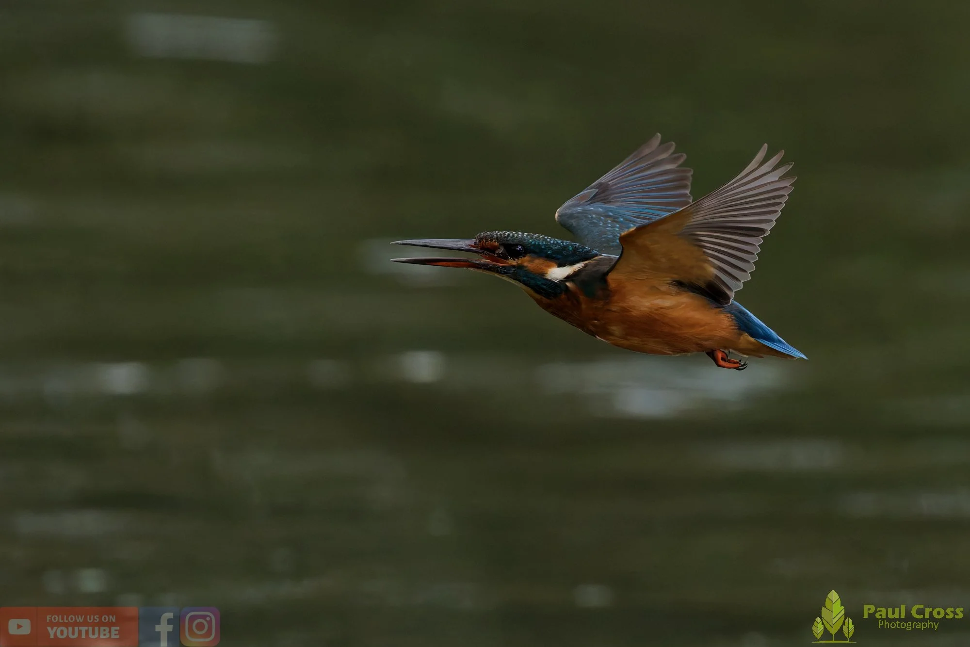 Kingfisher-00807.jpg
